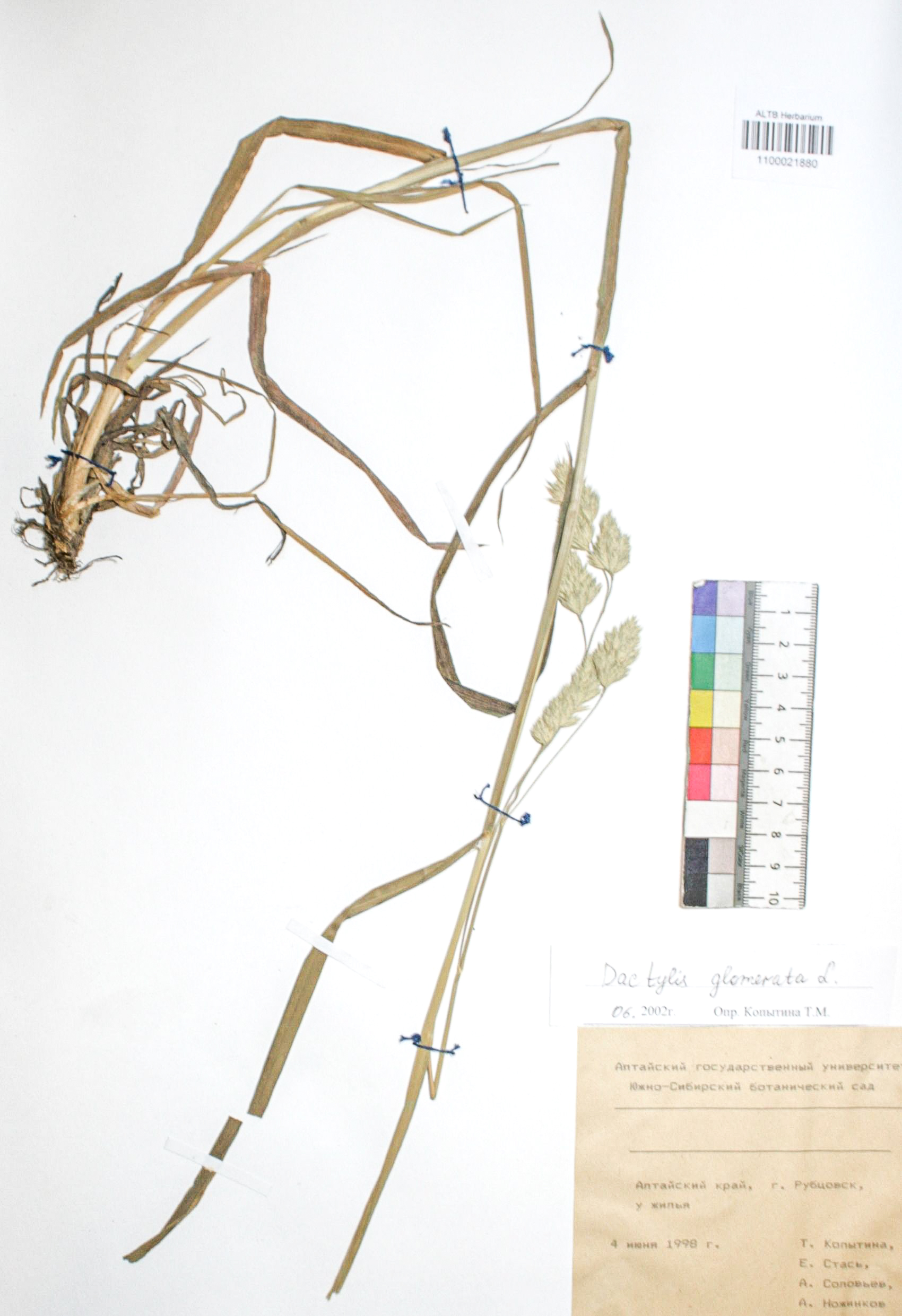 Dactylis glomerata L.