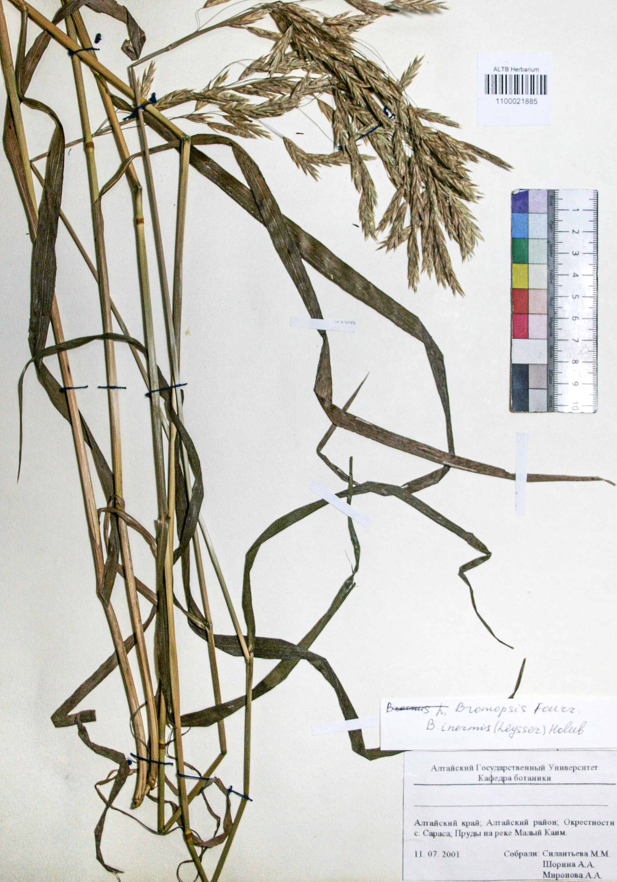 Bromopsis inermis (Leyss.) Holub. 