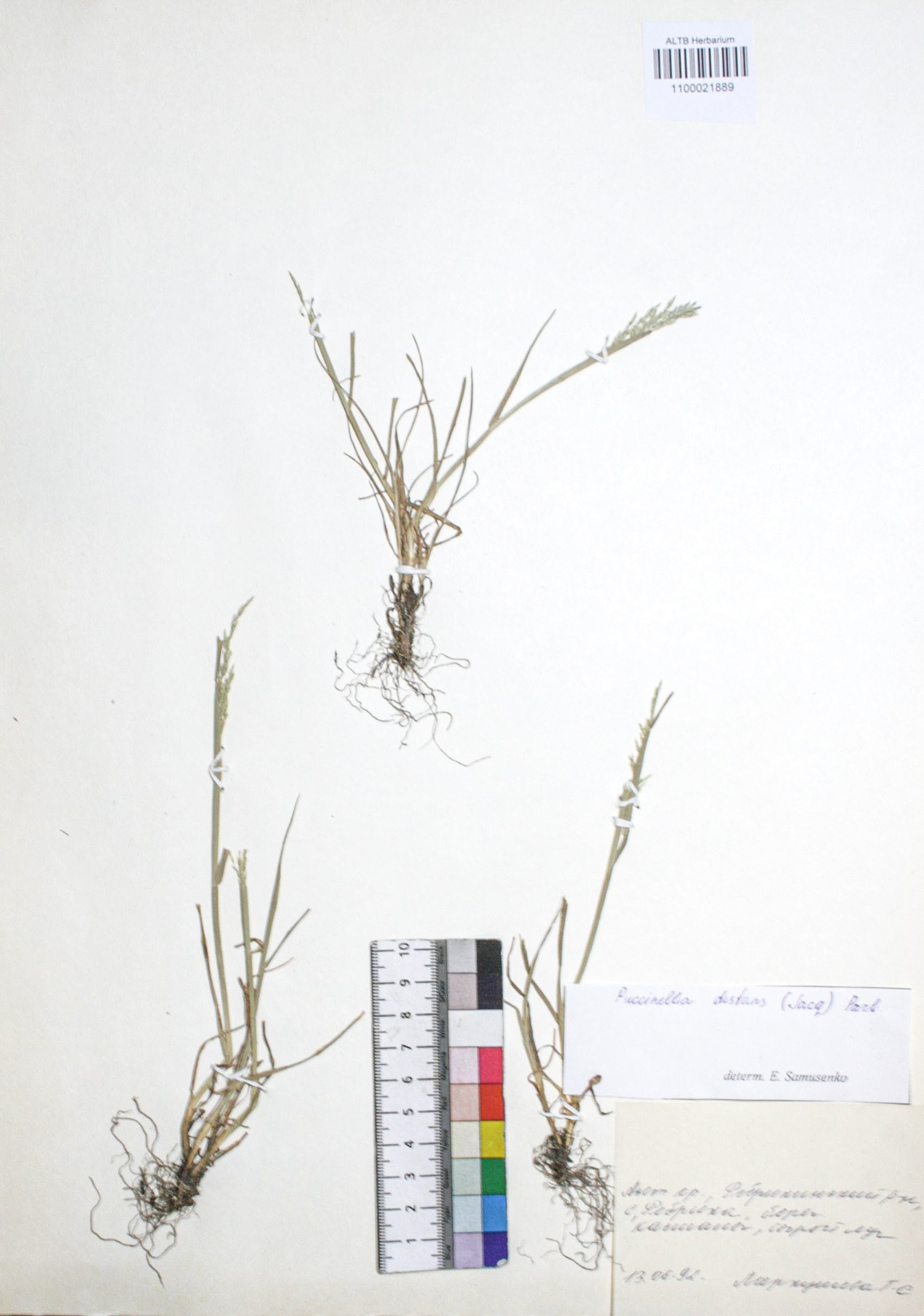 Puccinellia distans (Jacq.) Parl.