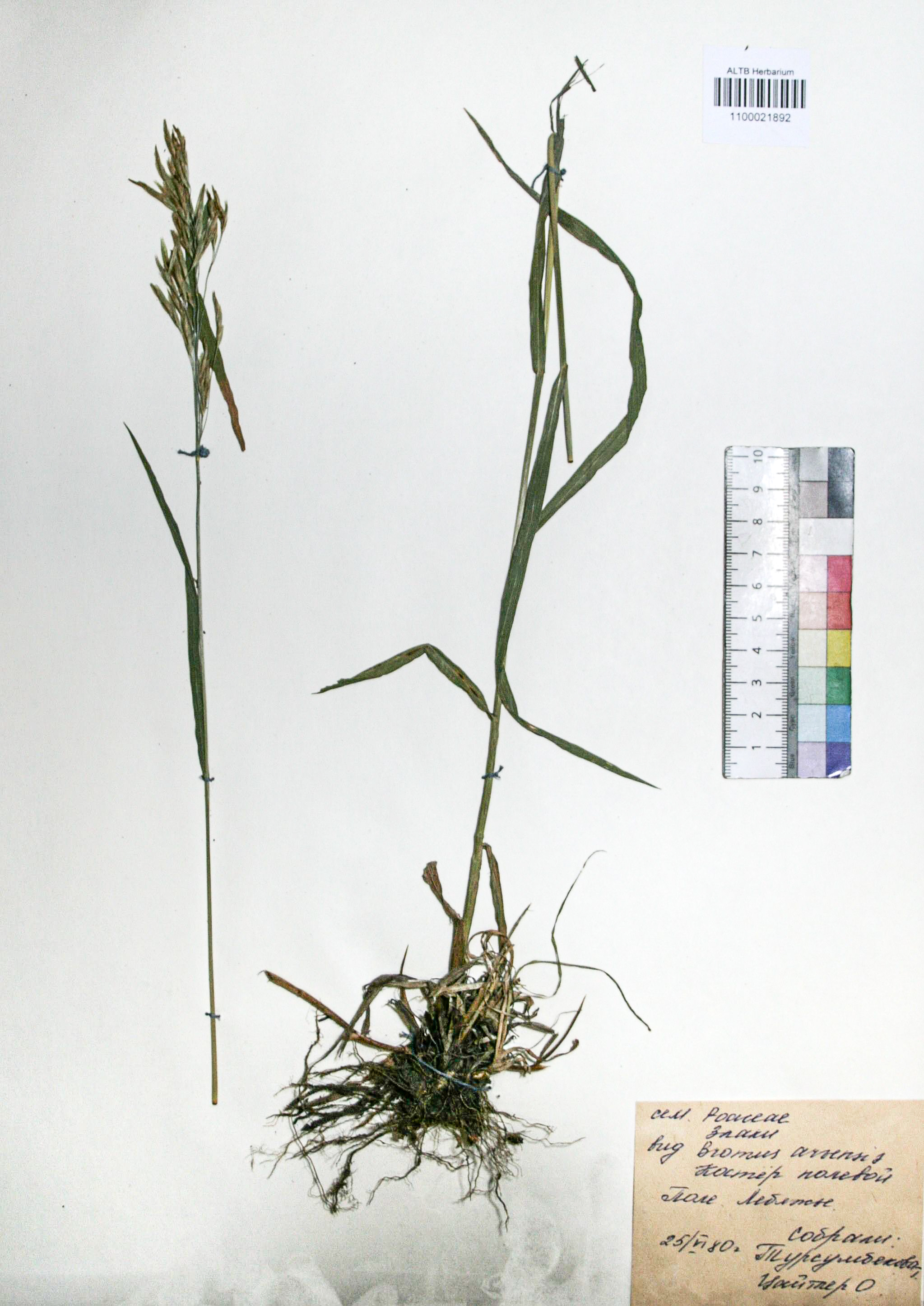 Bromopsis inermis (Leyss.) Holub. 