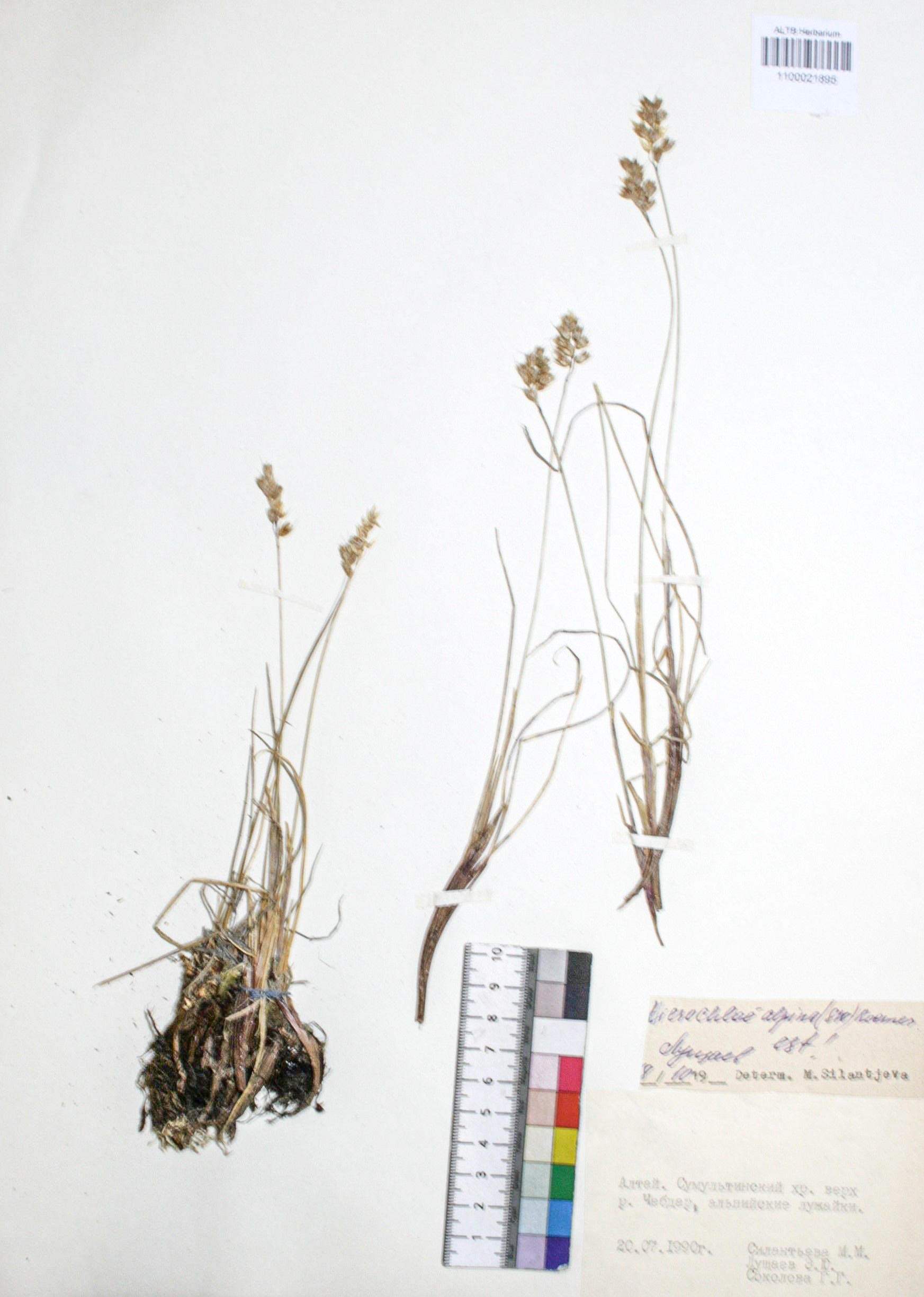 Hierochloe alpina (Sw. ex Willd.) Roem. & Schult.