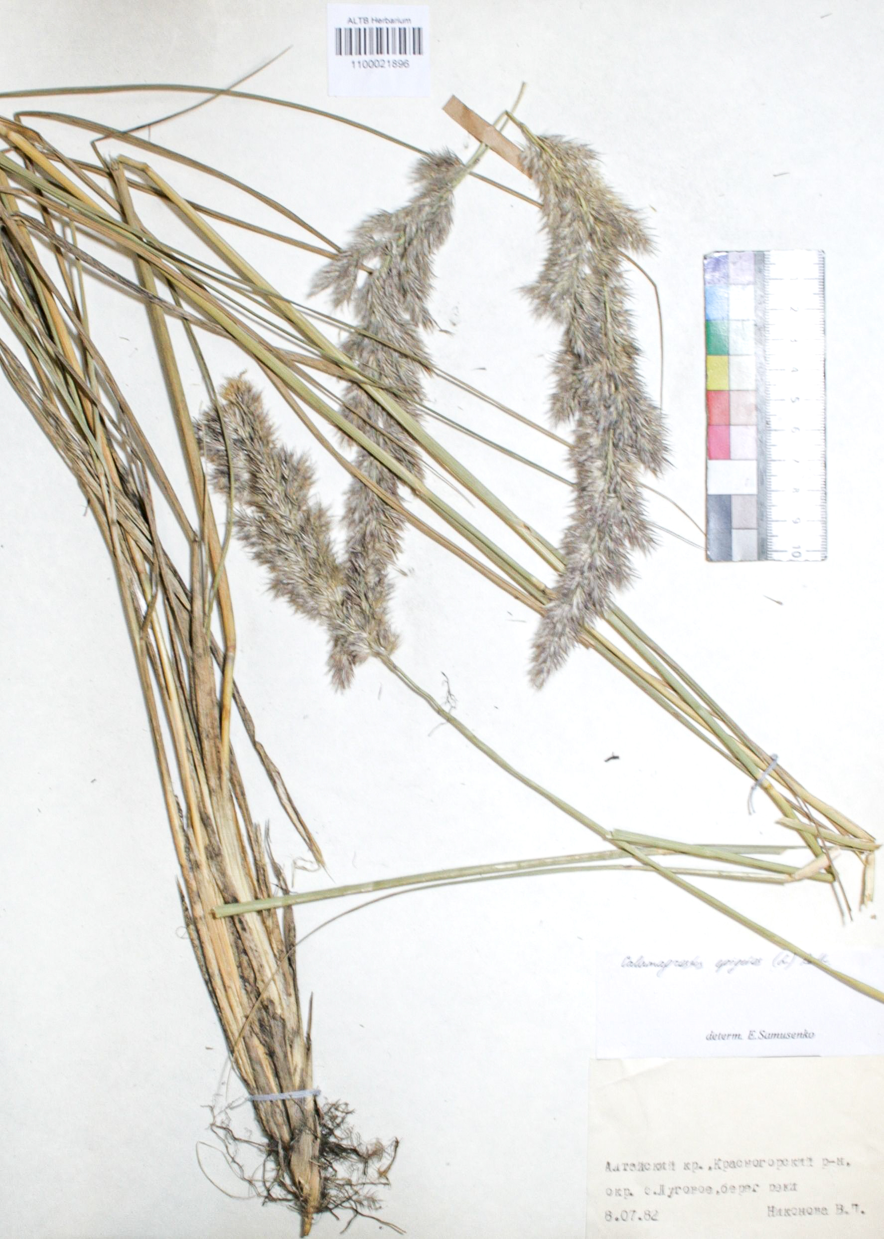 Calamagrostis epigejos (L.) Roth