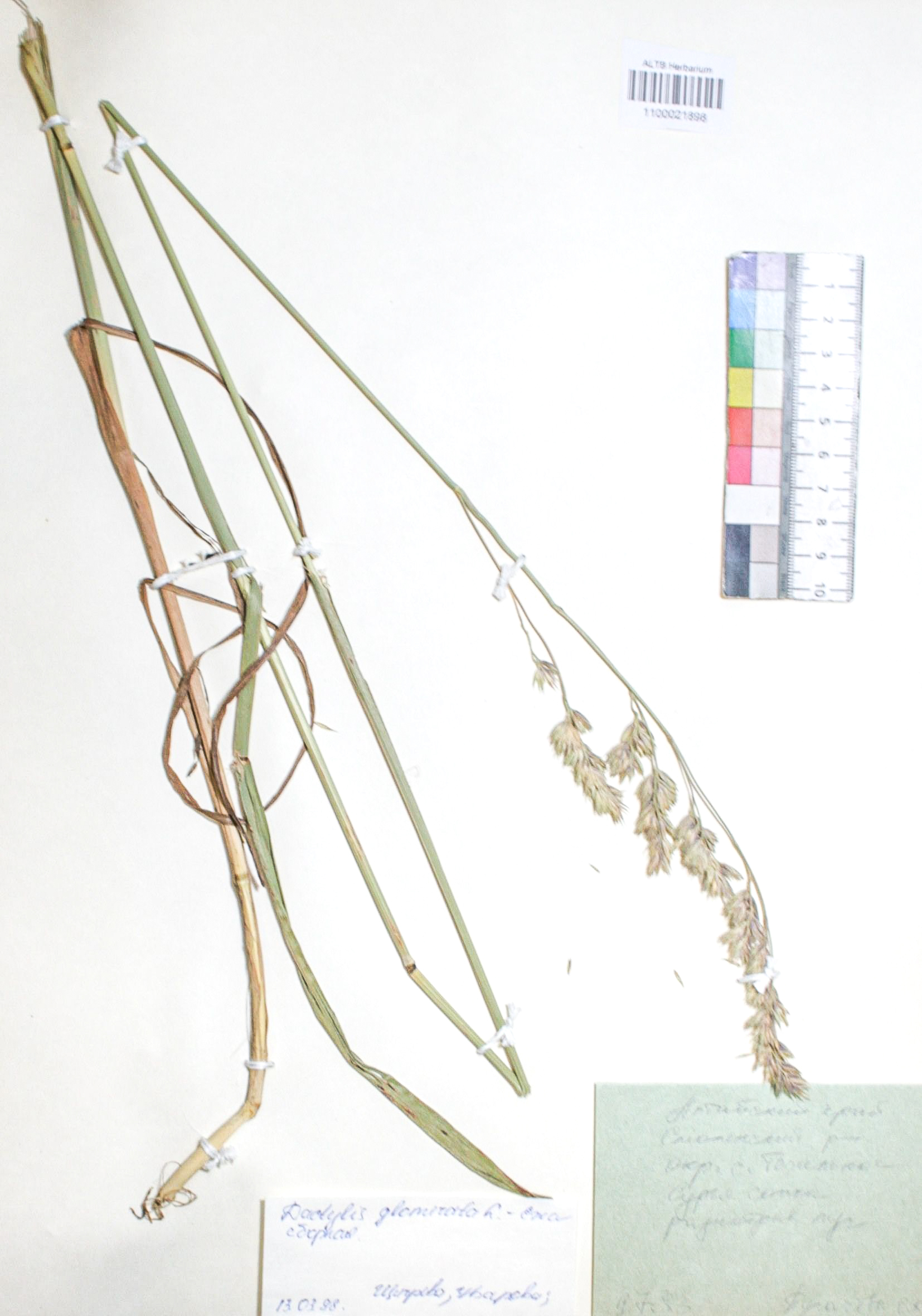 Dactylis glomerata L.