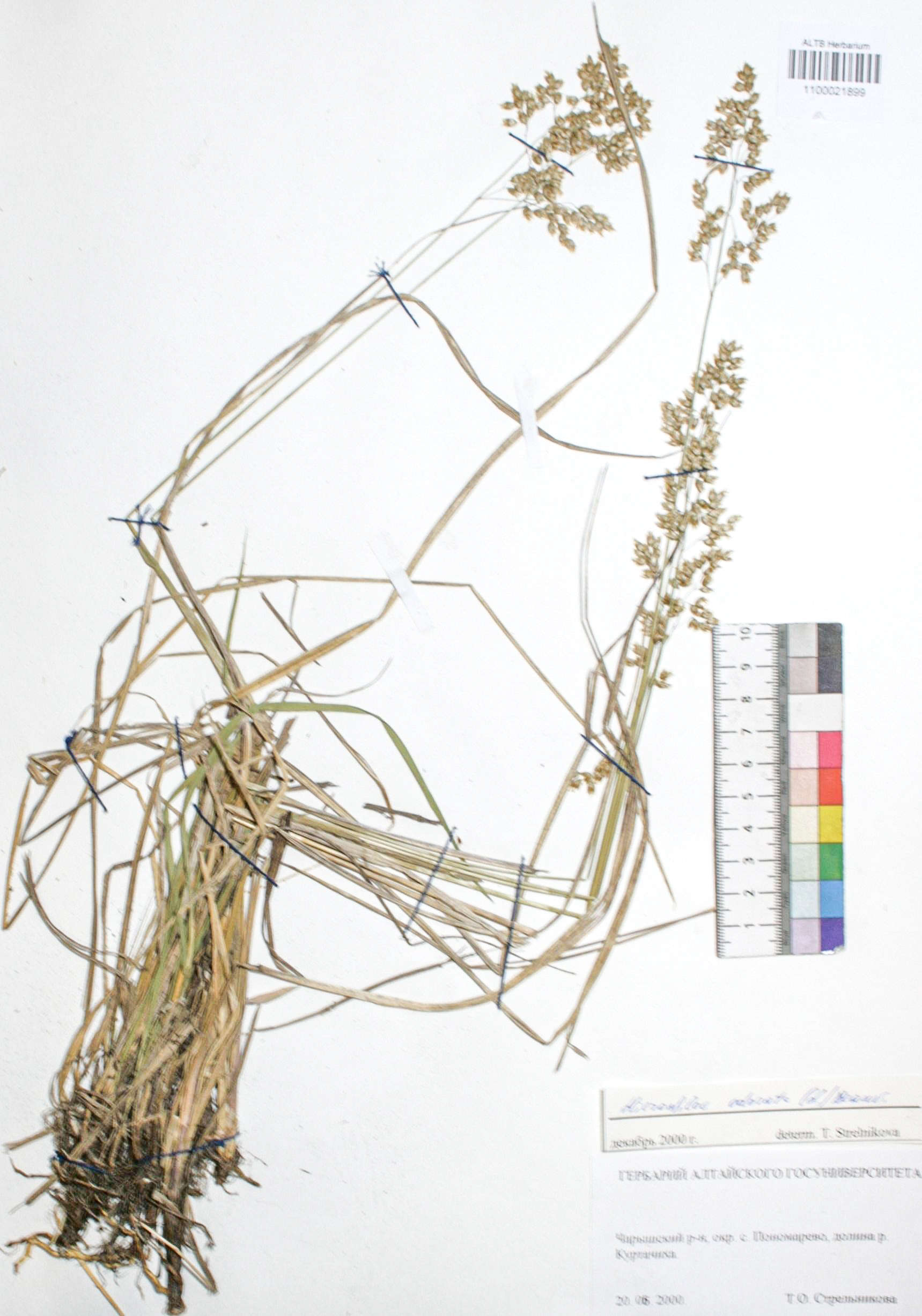 Hierochloe odorata (L.) P.Beauv. 