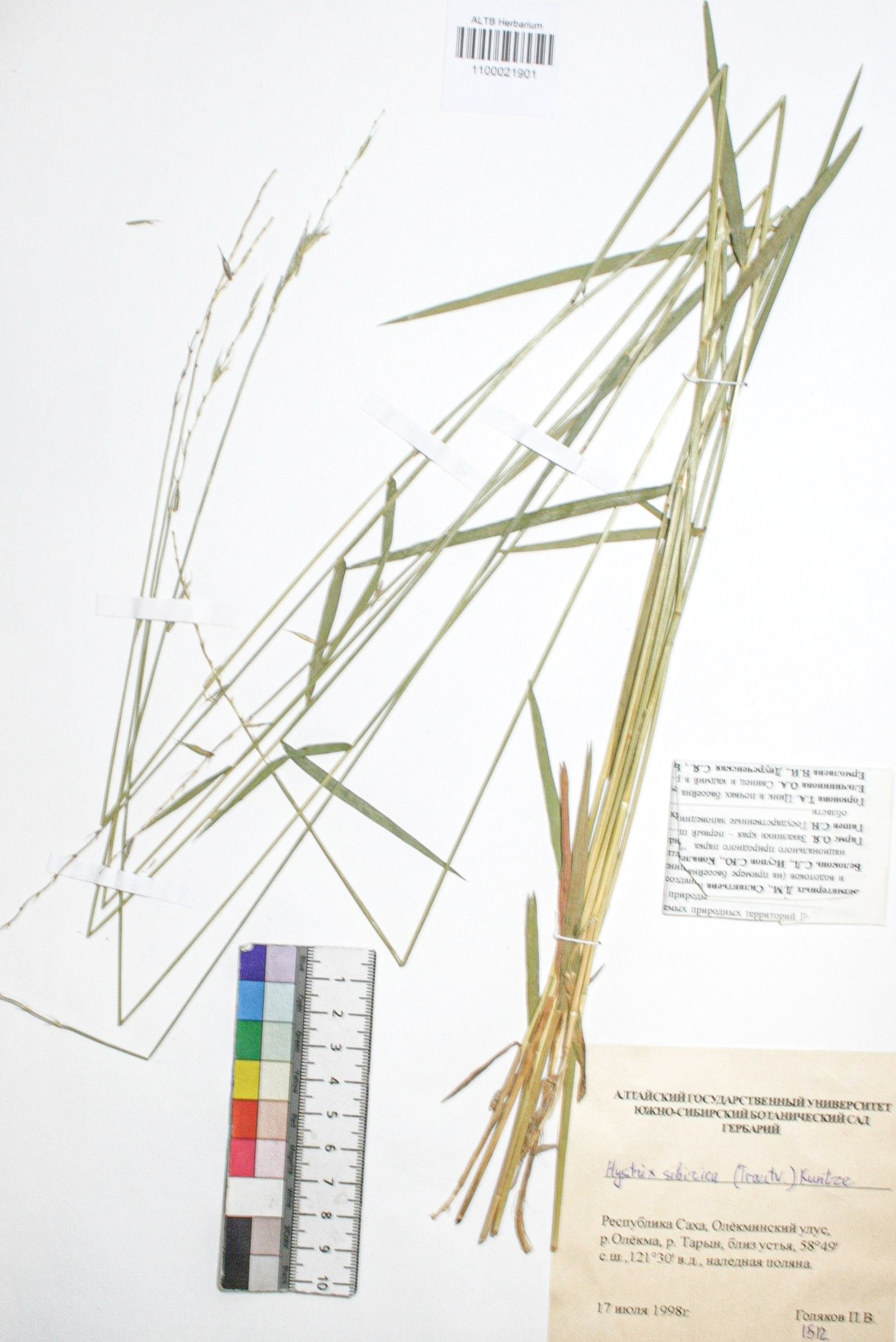 Hystrix sibirica (Trautv.)