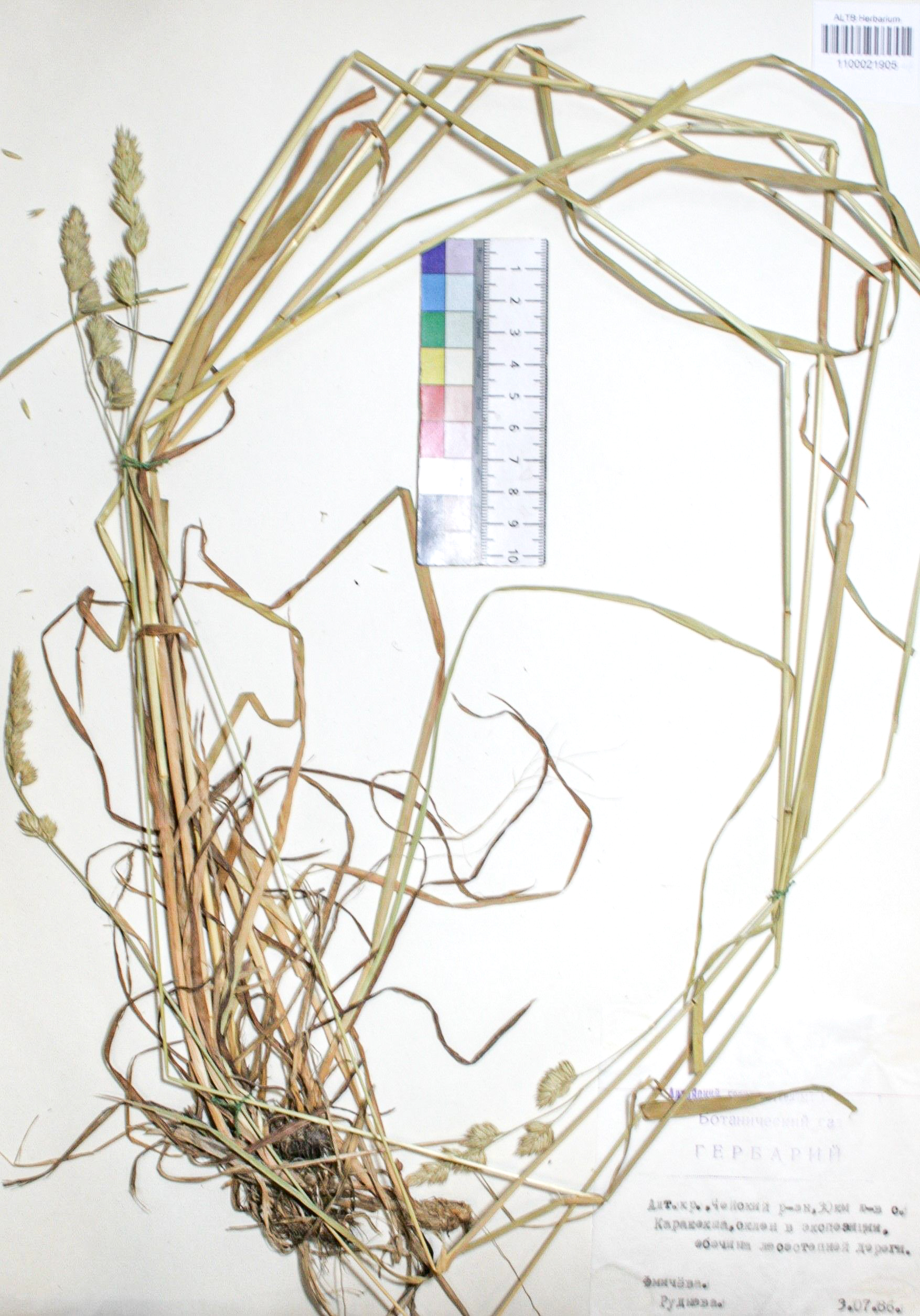 Dactylis glomerata L.