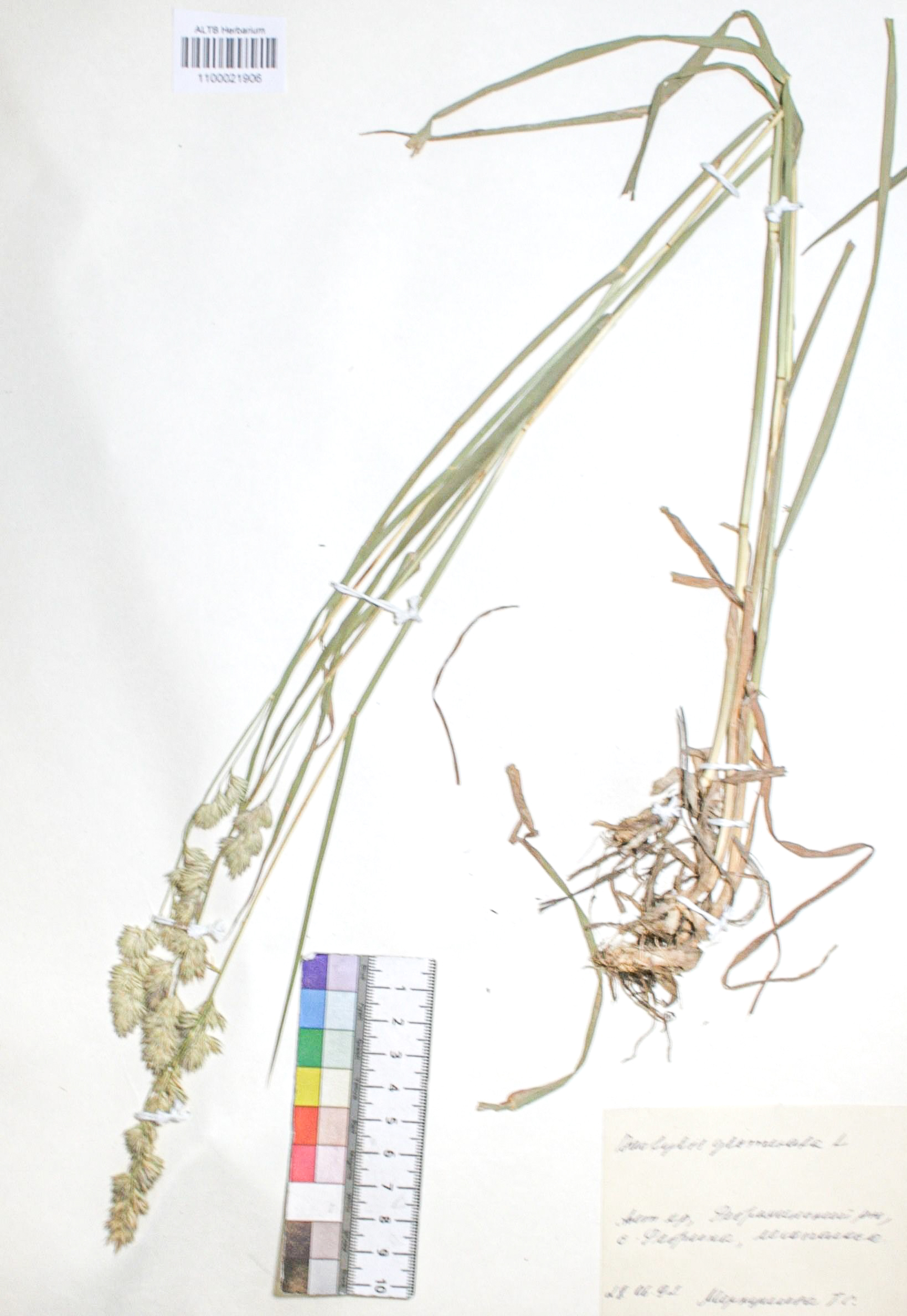 Dactylis glomerata L.