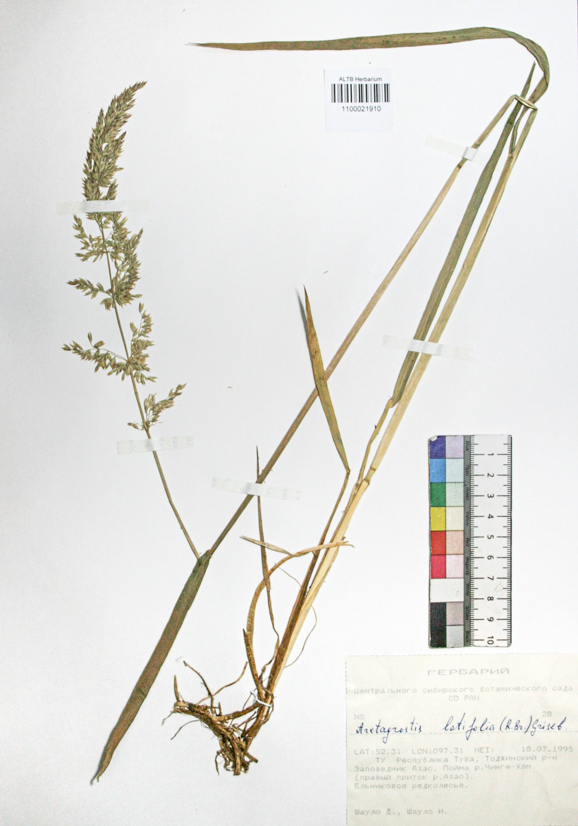 Arctagrostis latifolia (R. Br.) Crised.