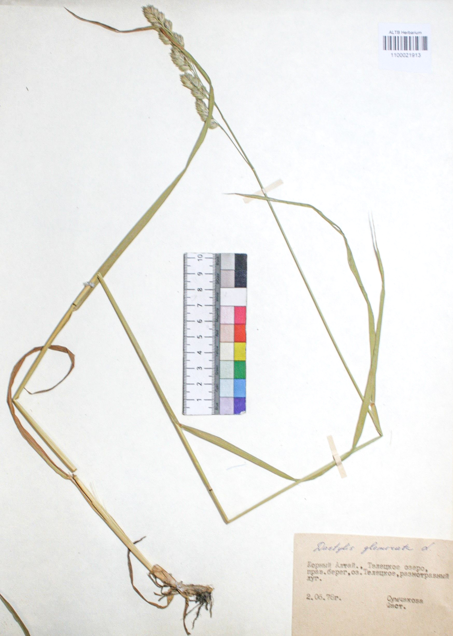 Dactylis glomerata L.