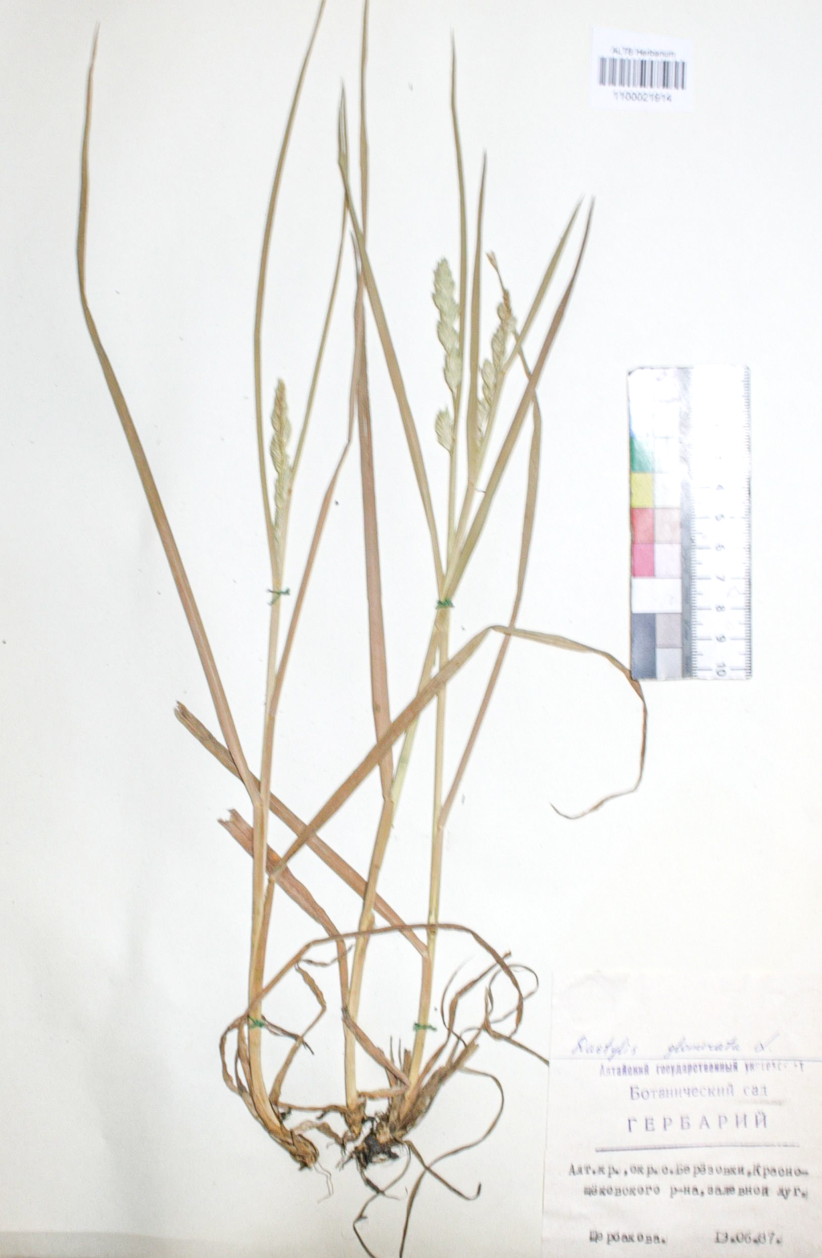 Dactylis glomerata L.