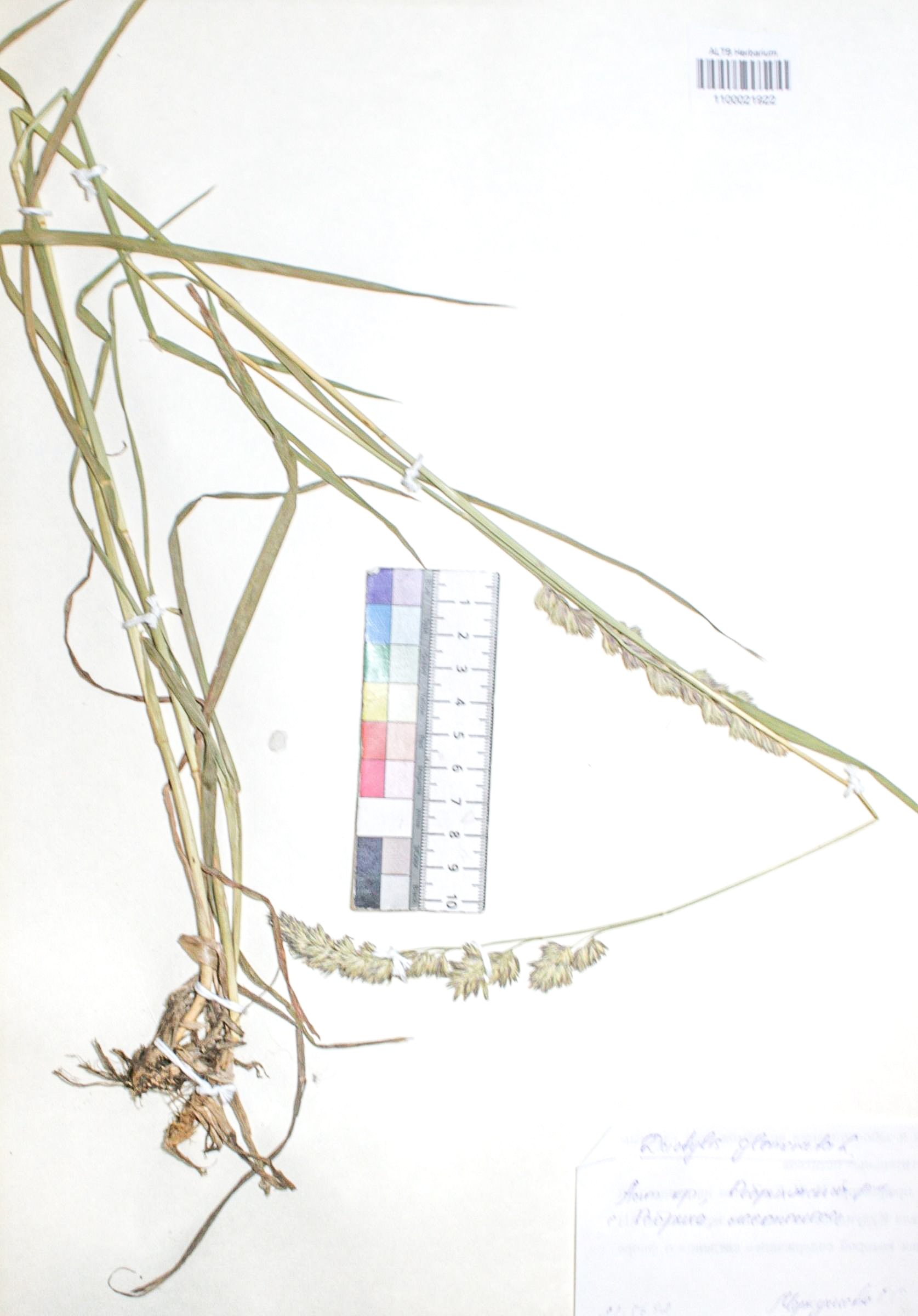 Dactylis glomerata L.