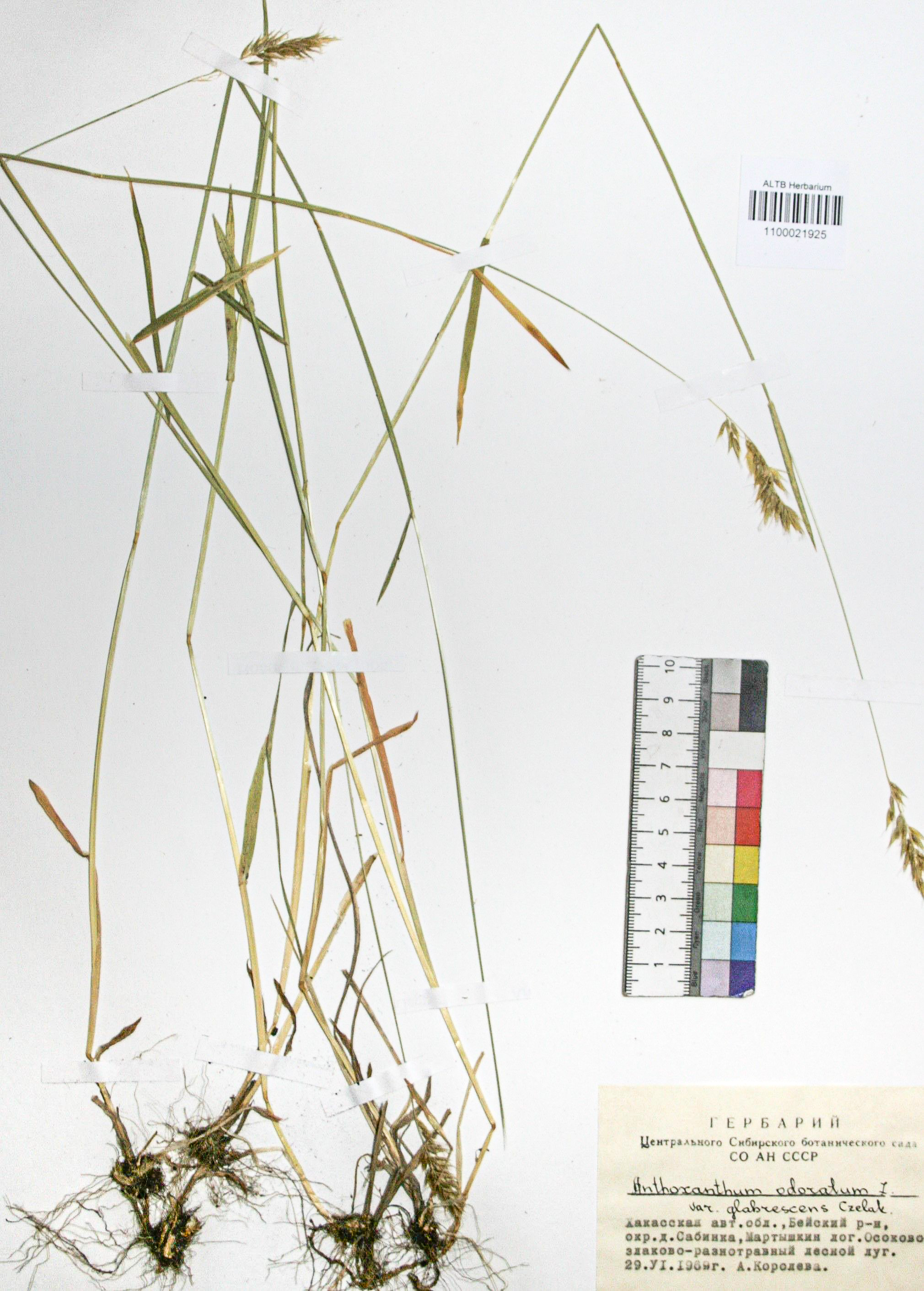 Anthoxanthum odoratum L.