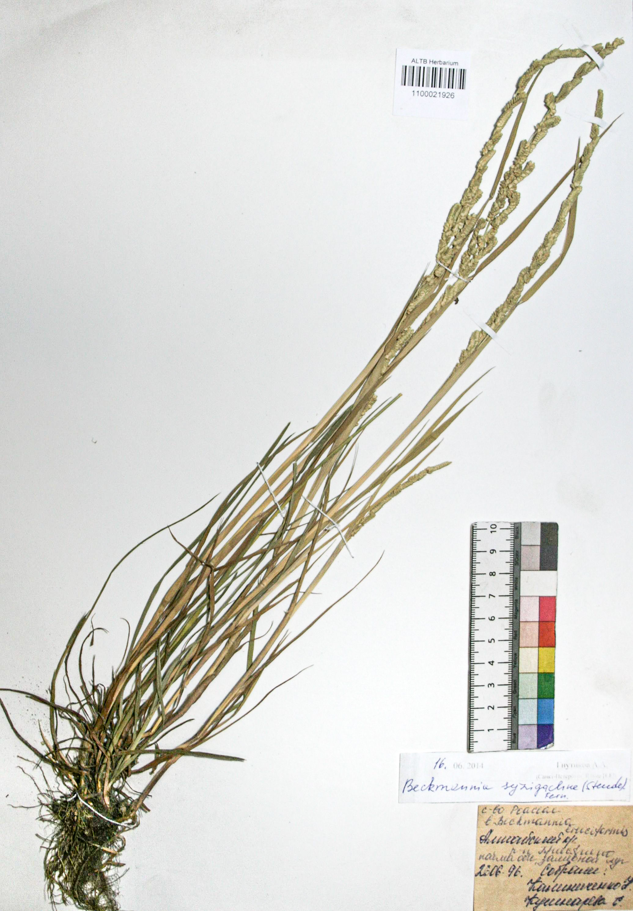 Beckmannia syzigachne (Steud.) Fern.