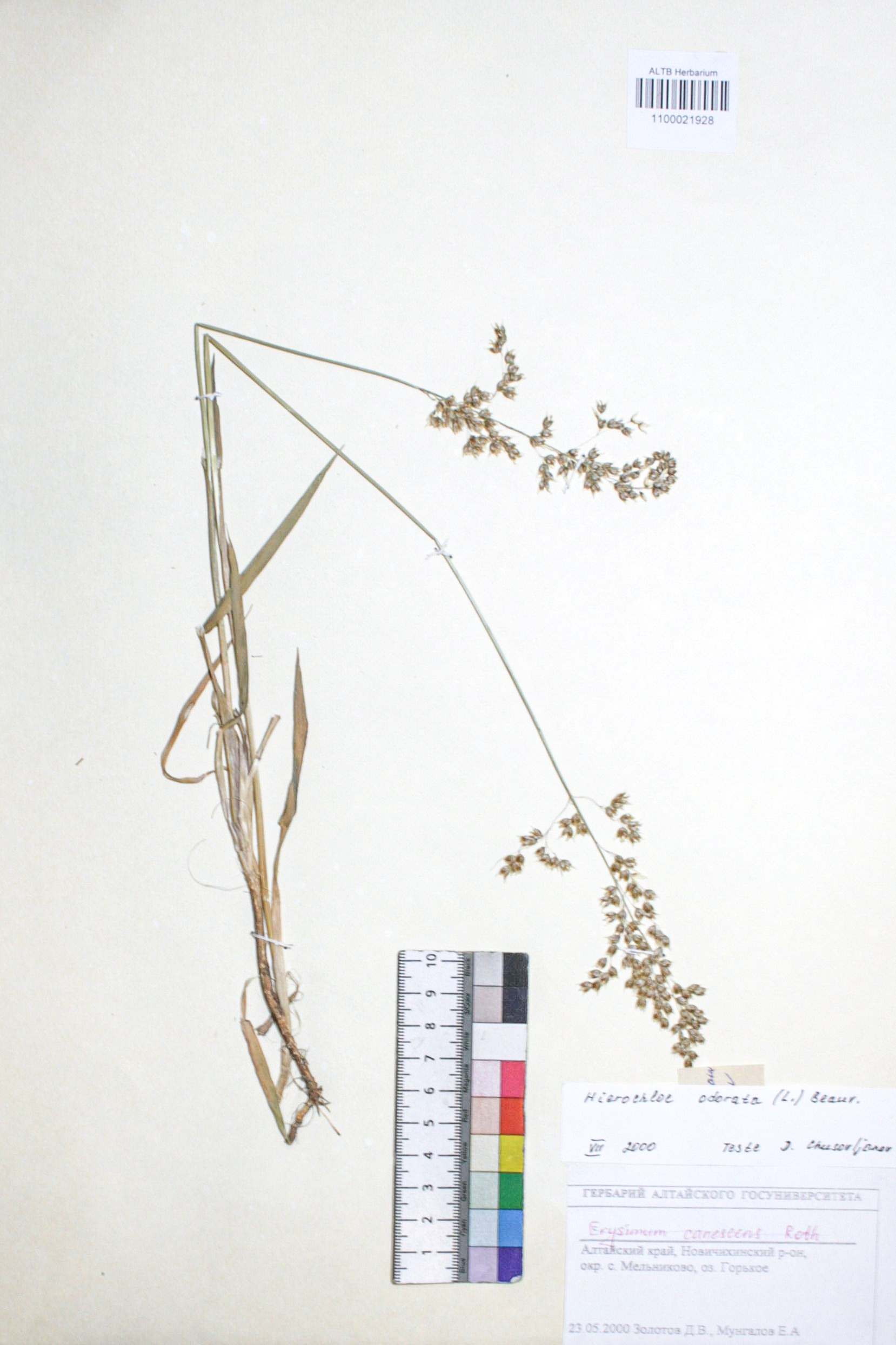 Hierochloe odorata (L.) P.Beauv. 