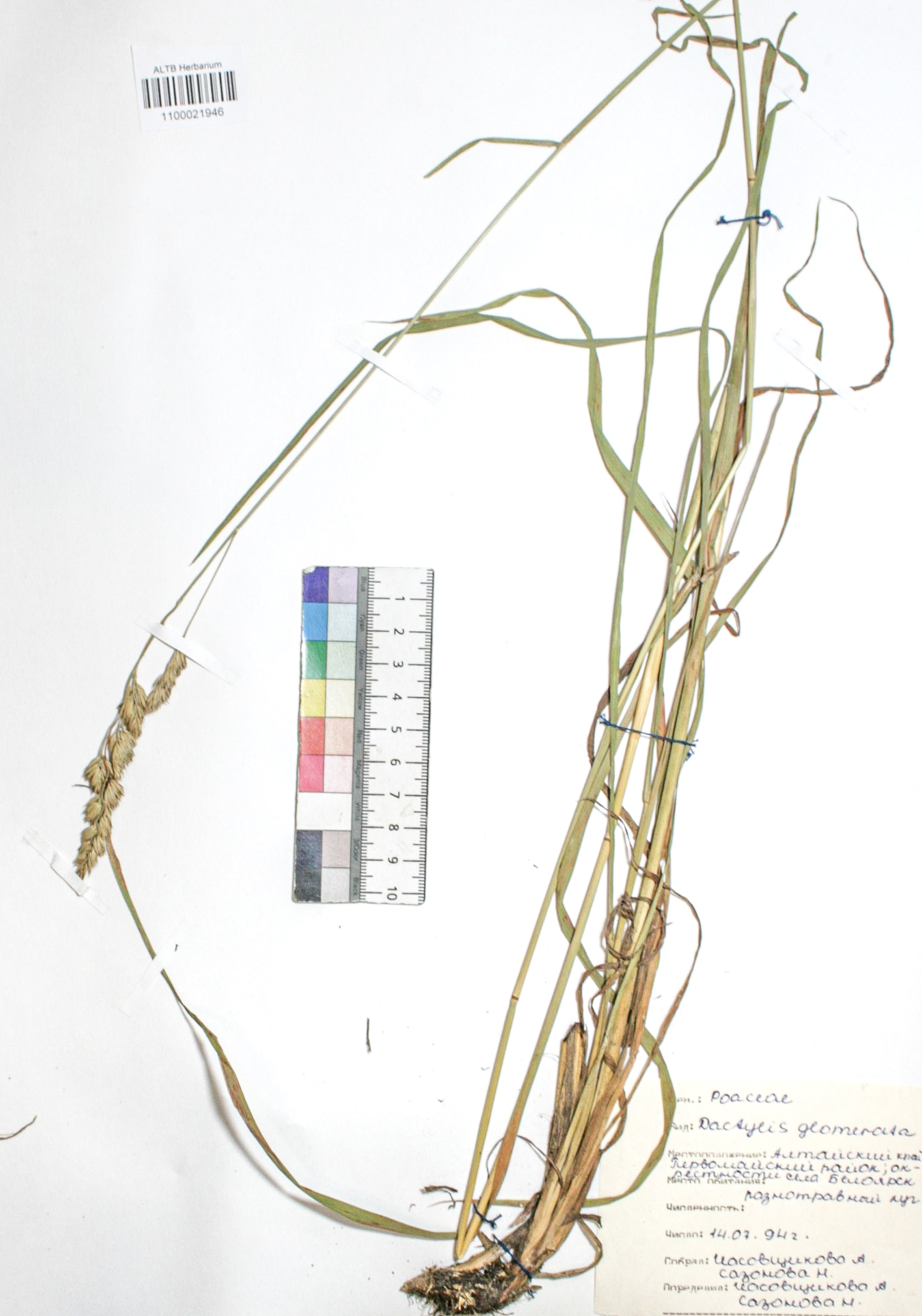 Dactylis glomerata L.