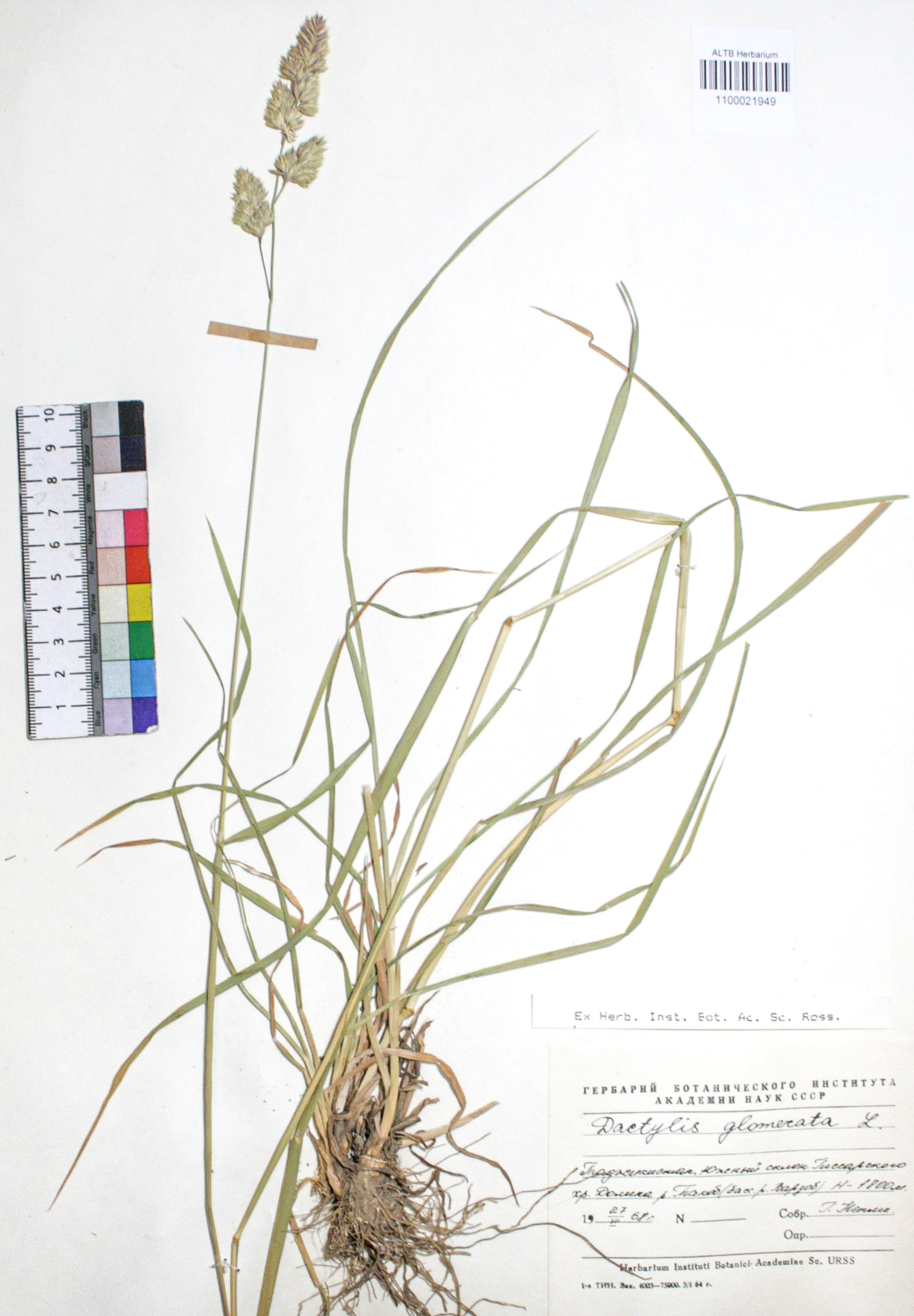 Dactylis glomerata L.