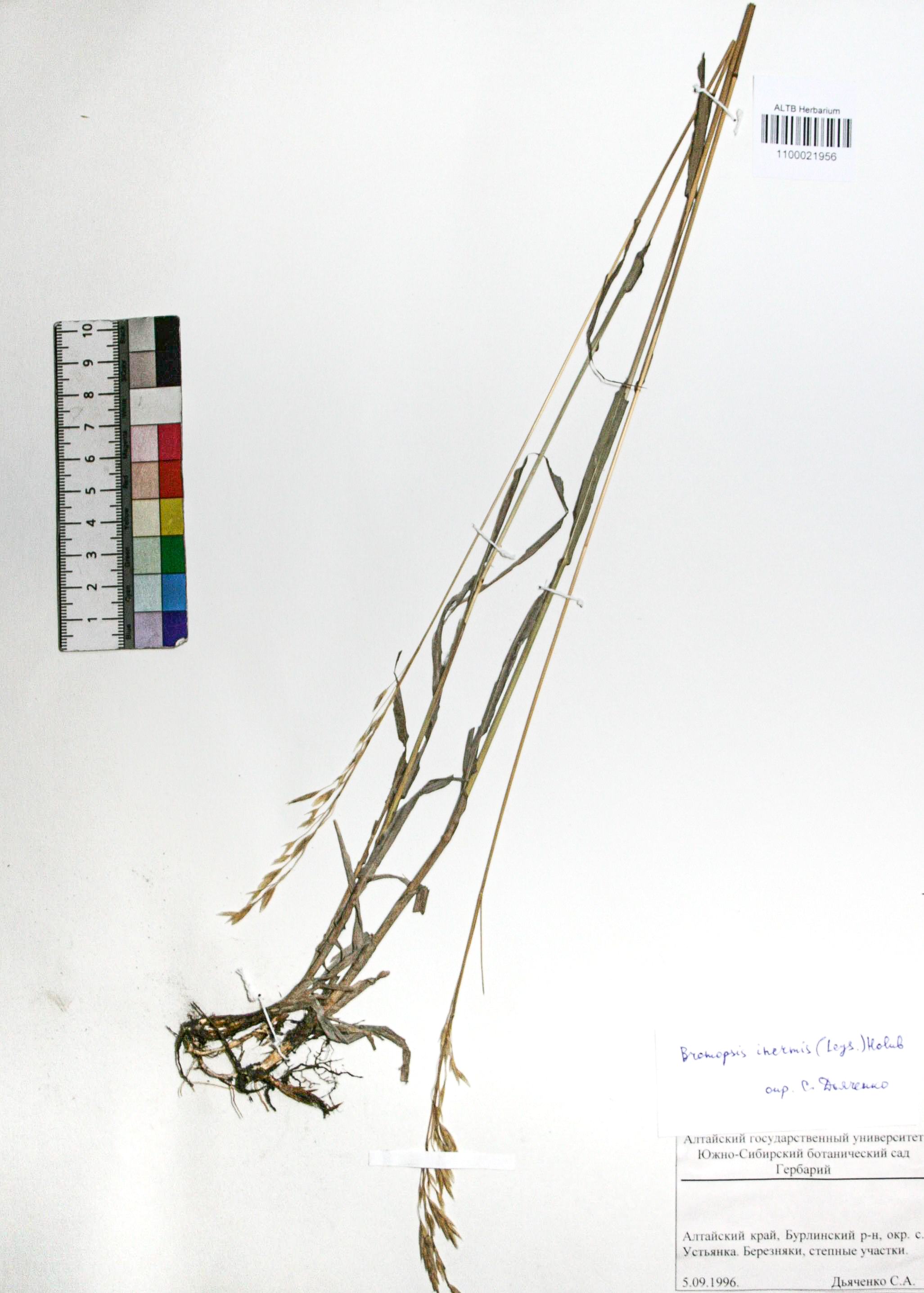 Bromopsis inermis (Leyss.) Holub. 