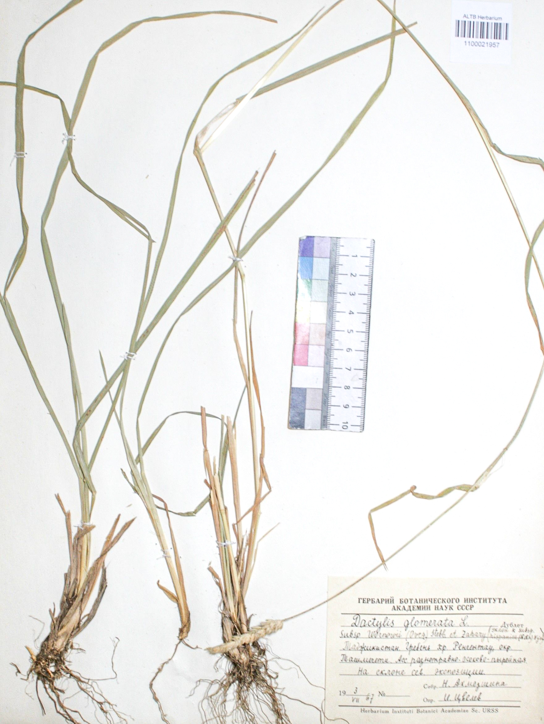 Dactylis glomerata L.