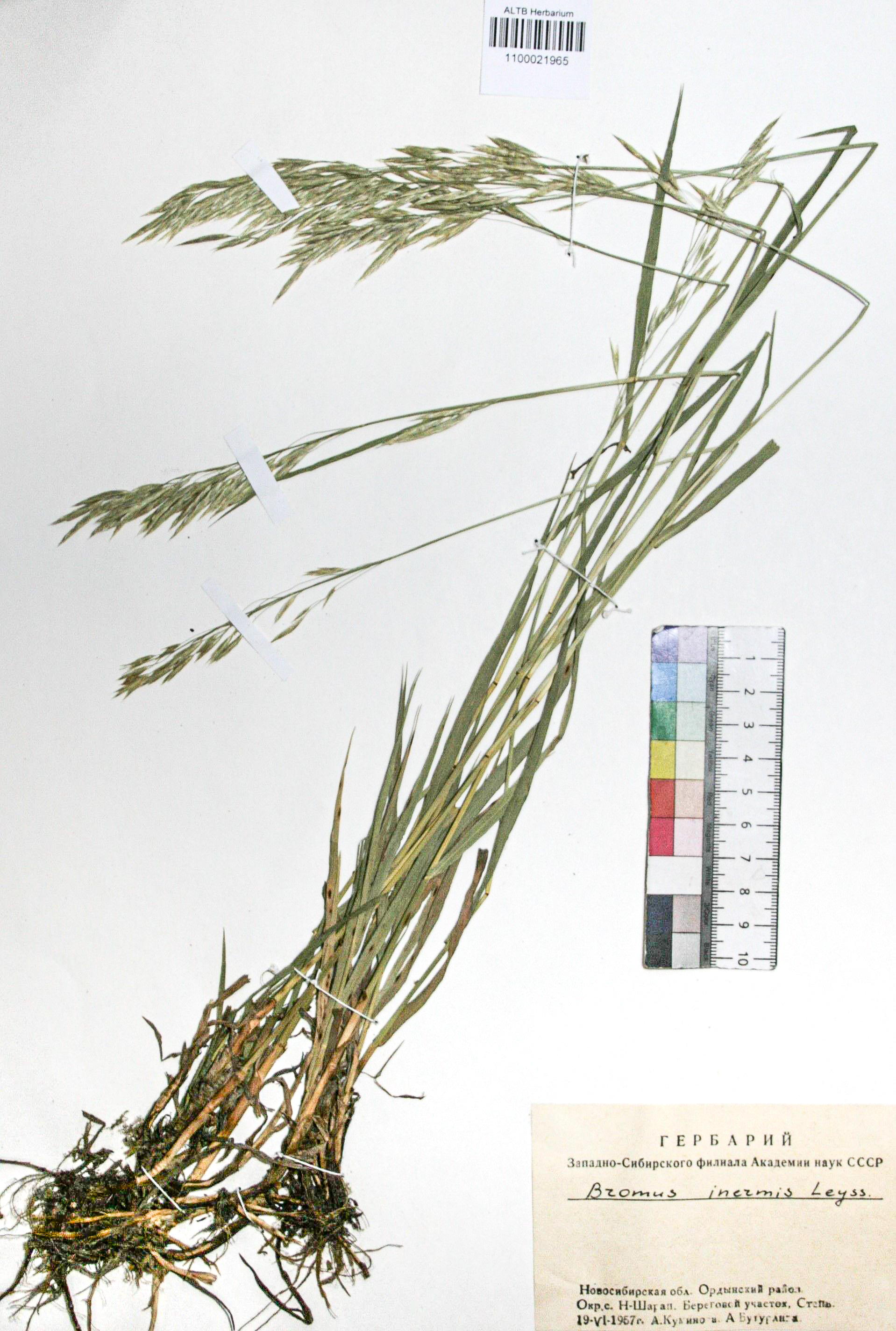 Bromopsis inermis (Leyss.) Holub. 