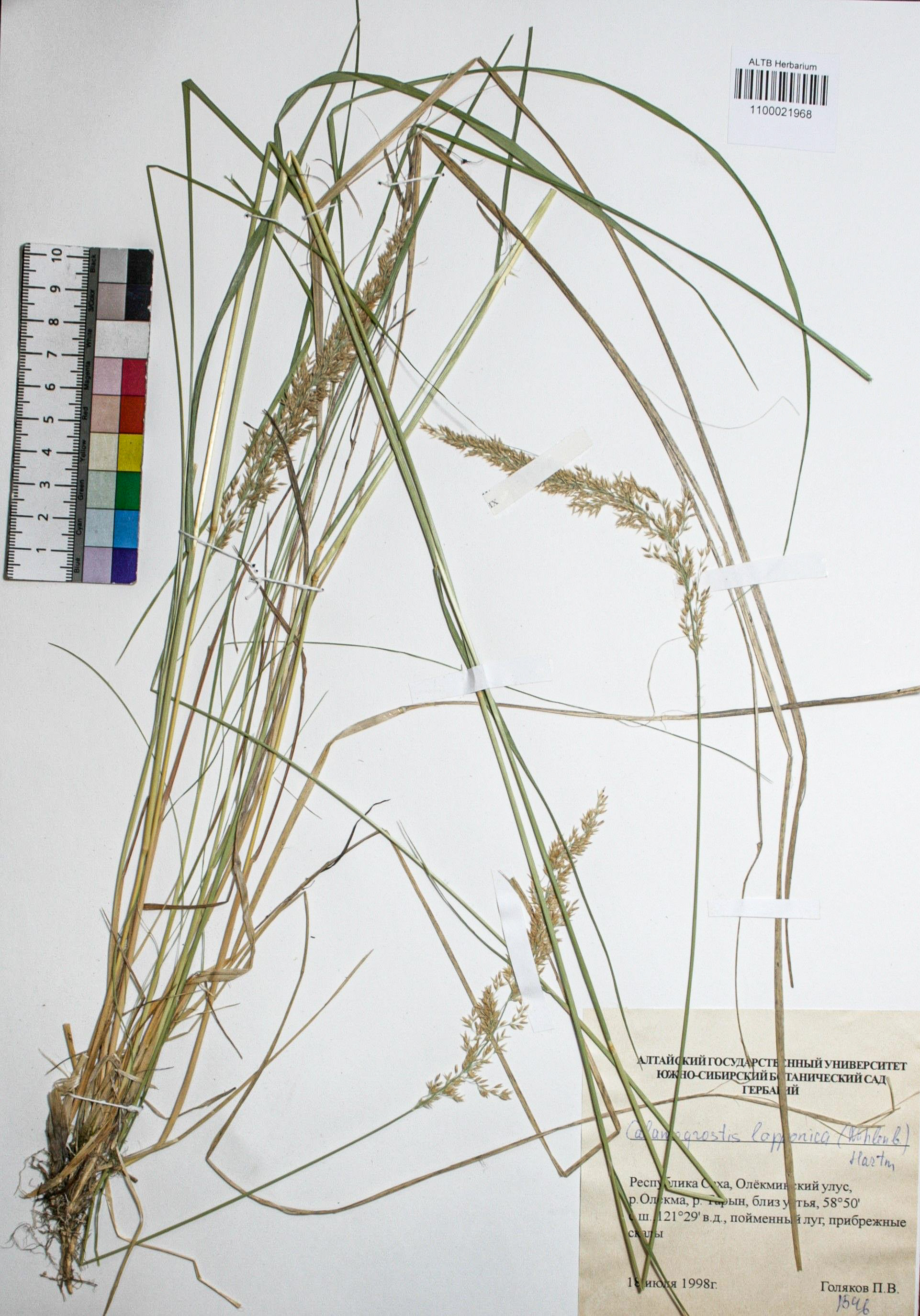 Calamagrostis lapponica (Wahlb.) Hartm.