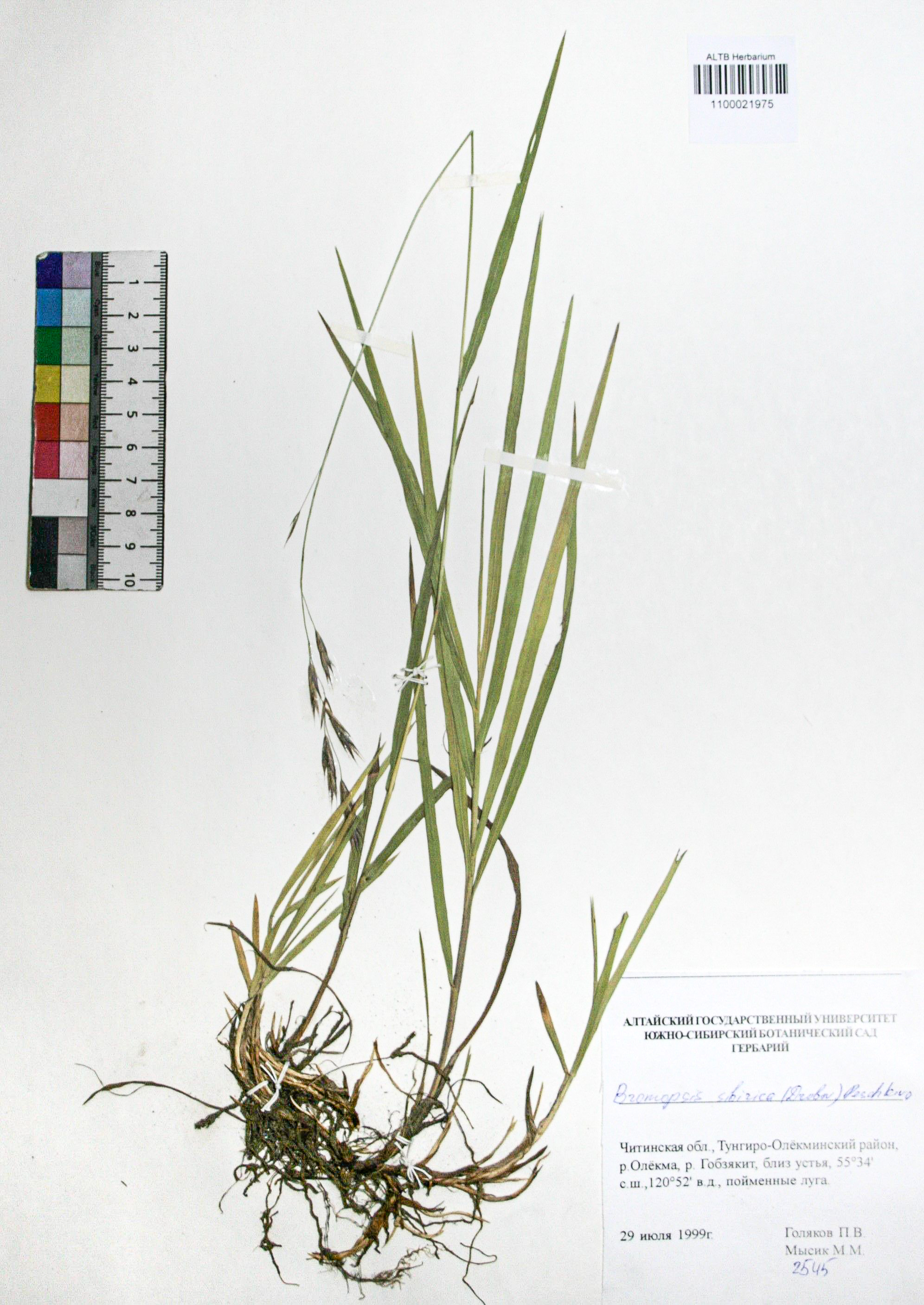 Bromopsis sibirica (Drobov) Peshkova.