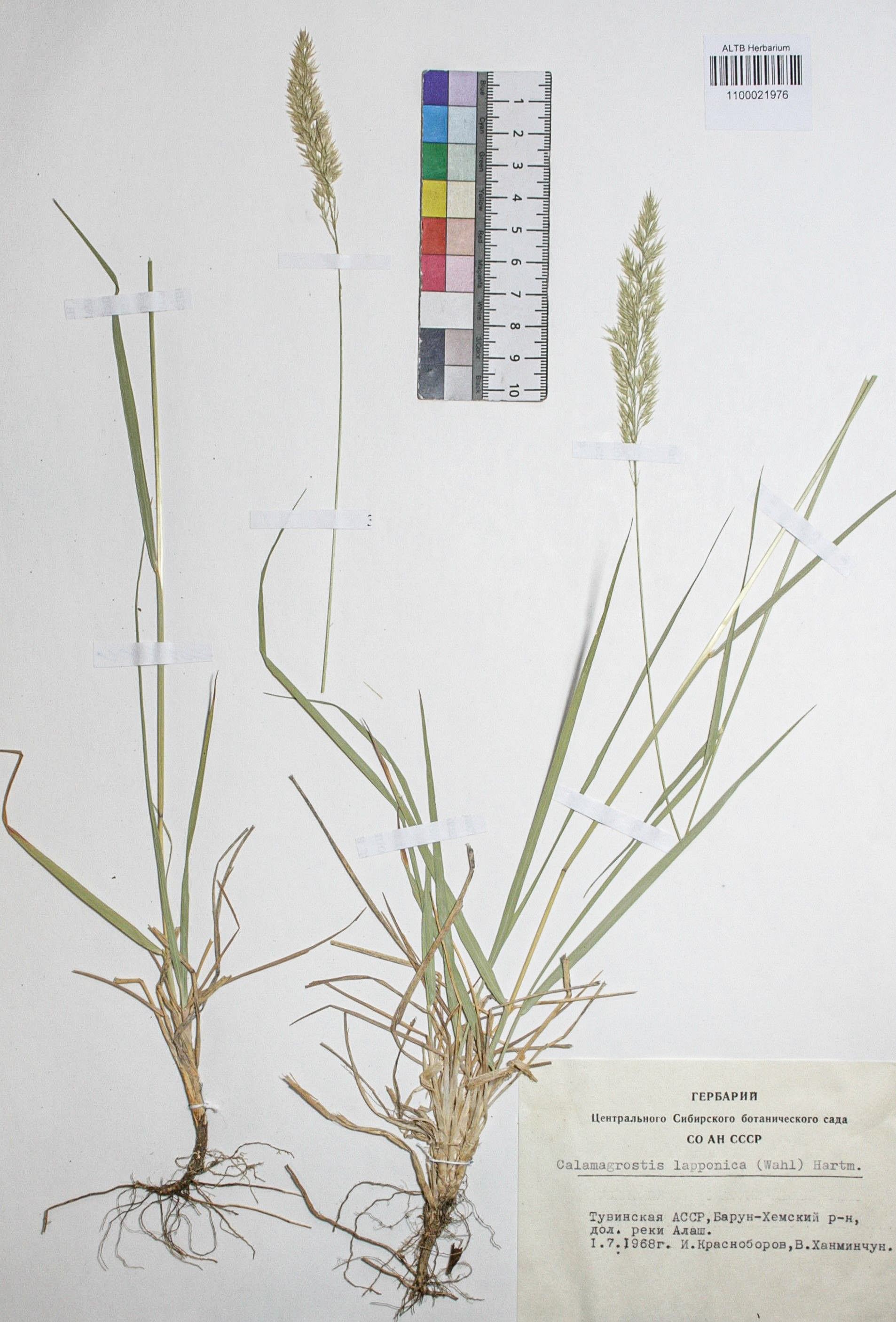 Calamagrostis lapponica (Wahlb.) Hartm.