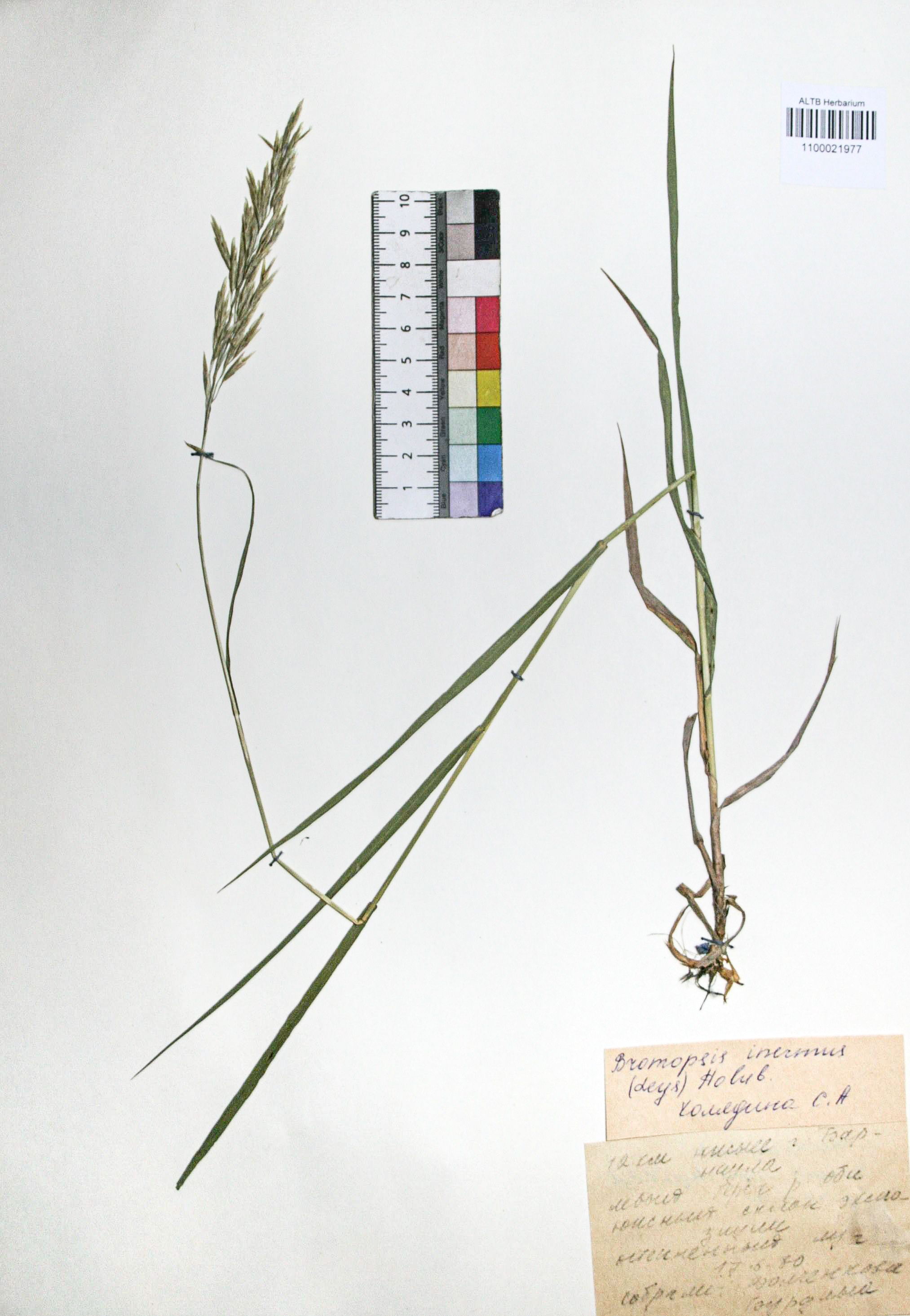 Bromopsis inermis (Leyss.) Holub. 