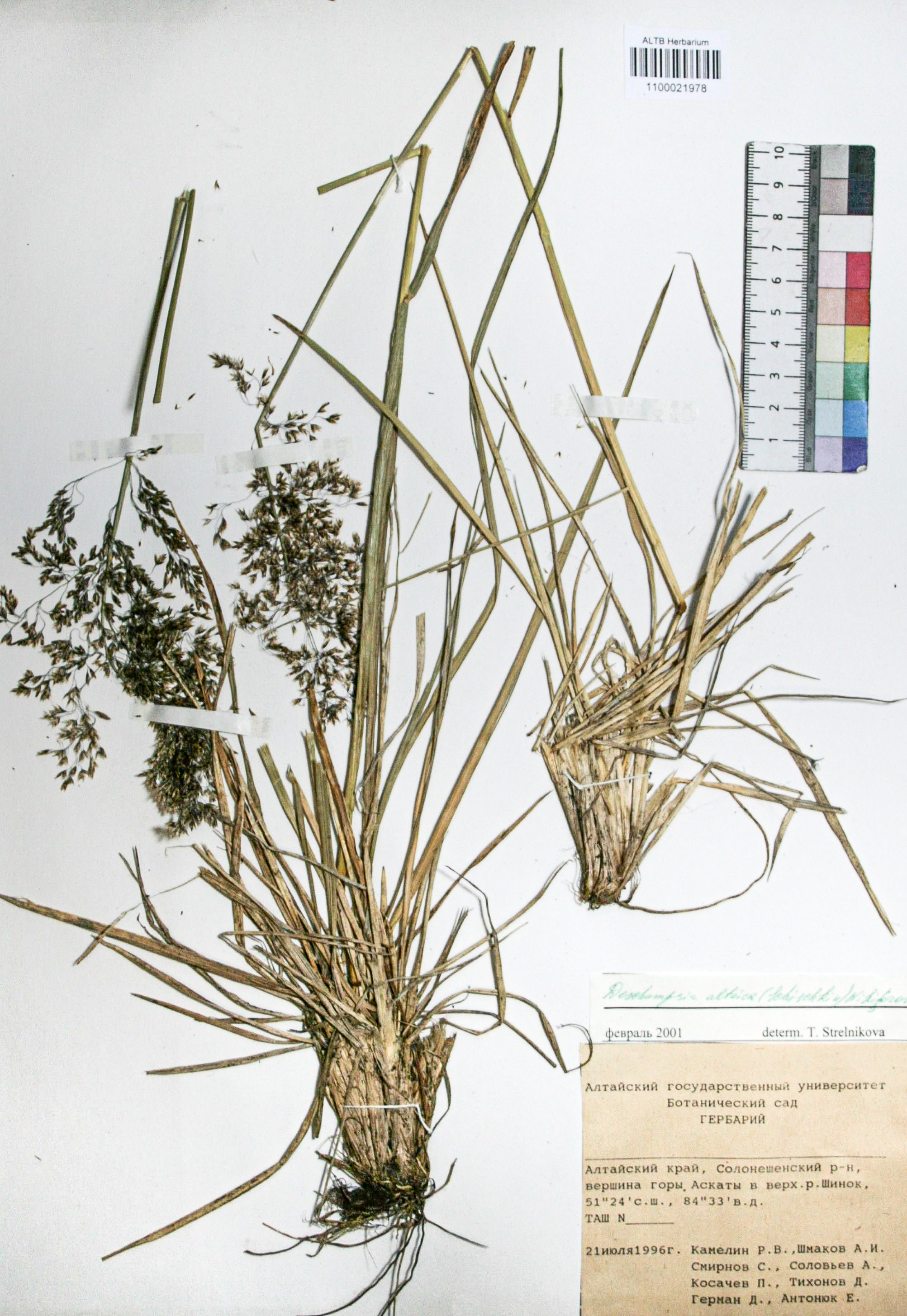 Deschampsia altaica (Schischk.) O.D. Nikif.
