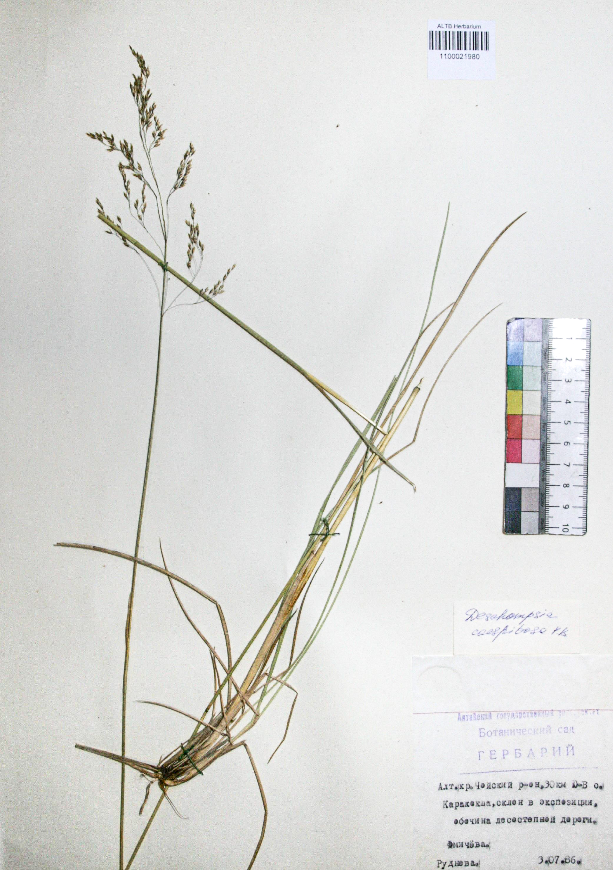 Deschampsia caespitosa (L.) Beauv.