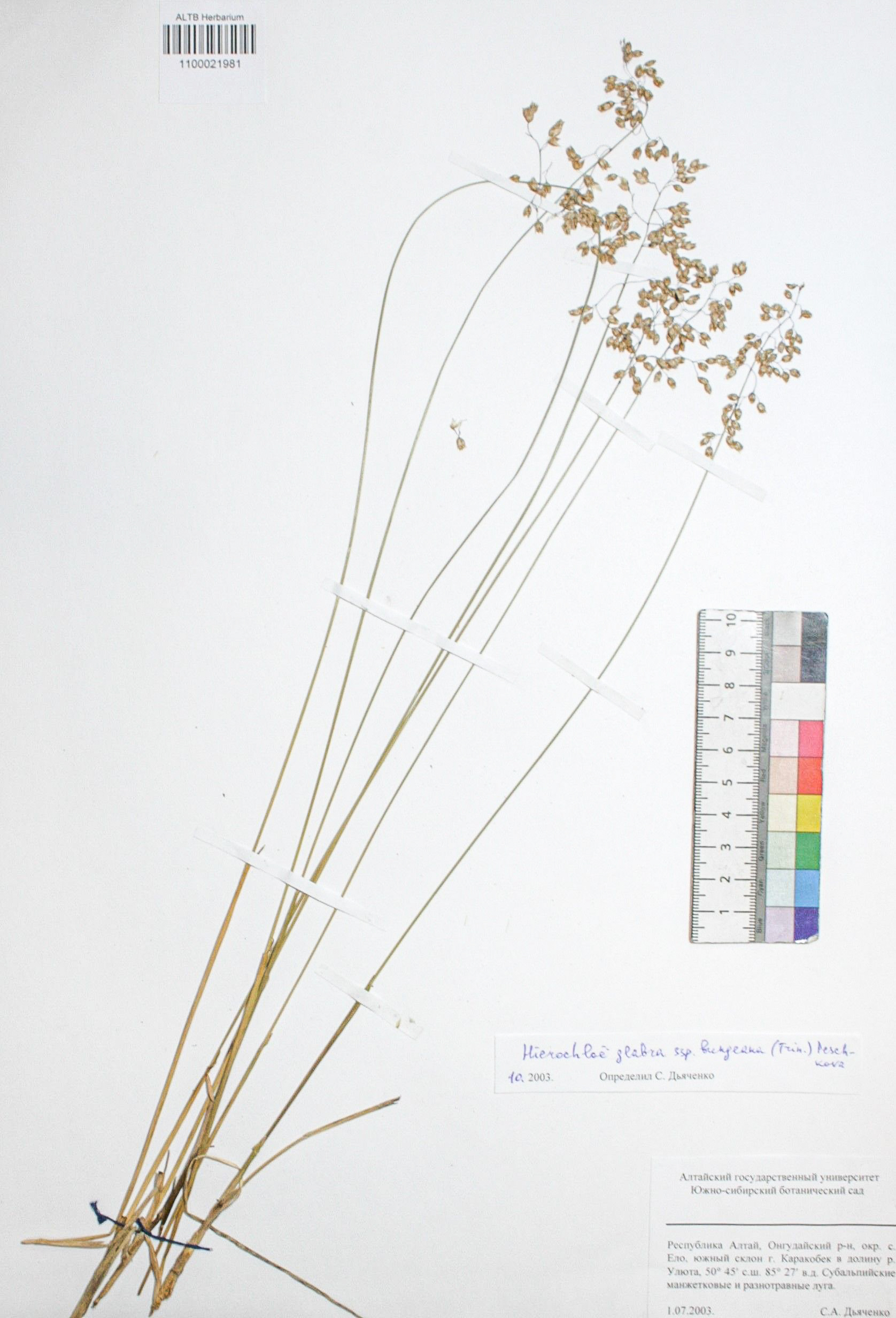 Hierochloe glabra subsp. bungeana (Trin.) Peschkova 