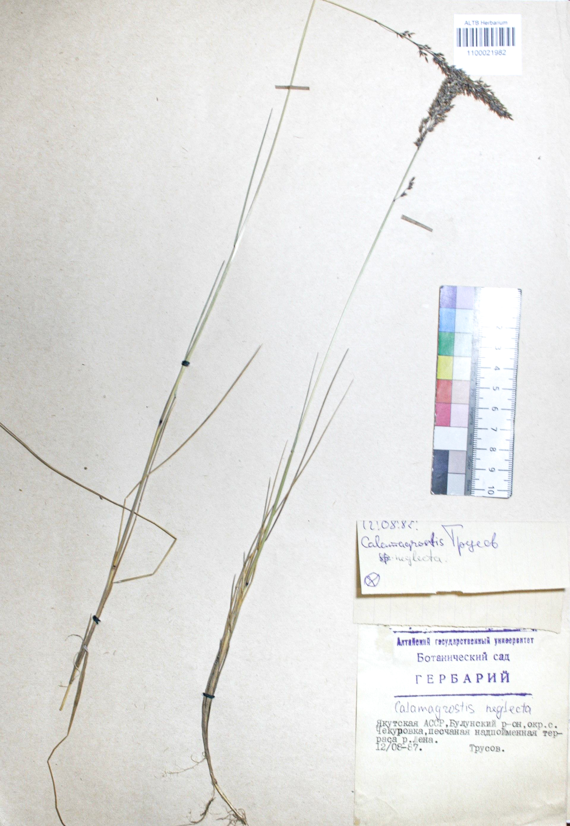 Calamagrostis neglecta (Ehrh.) Gaertn.