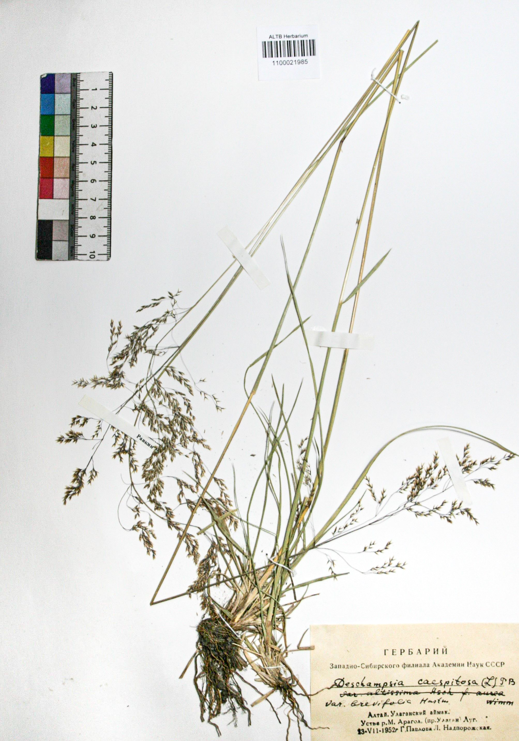 Deschampsia caespitosa (L.) Beauv.