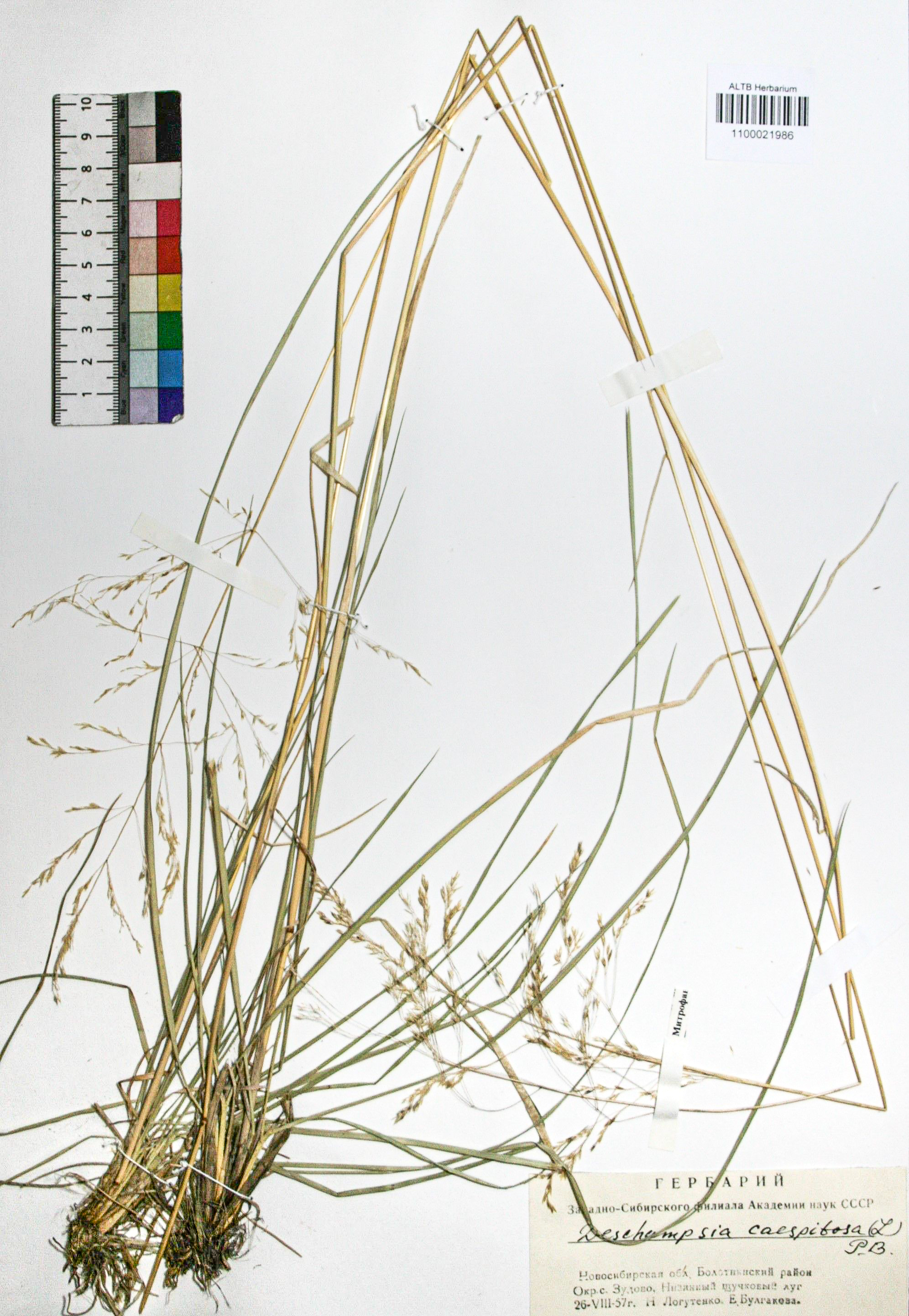 Deschampsia caespitosa (L.) Beauv.