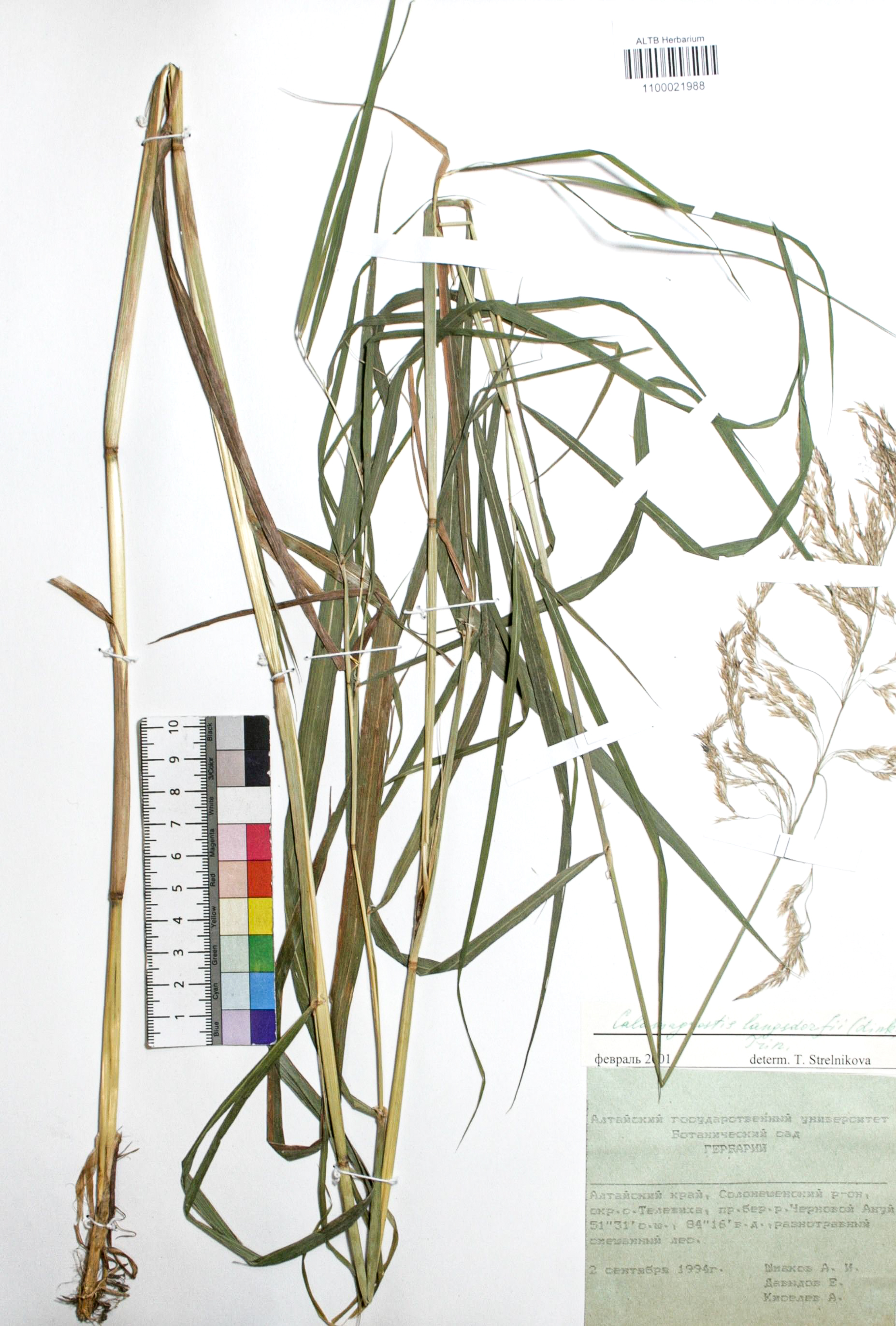 Calamagrostis langsdorffii (Link) Trin.