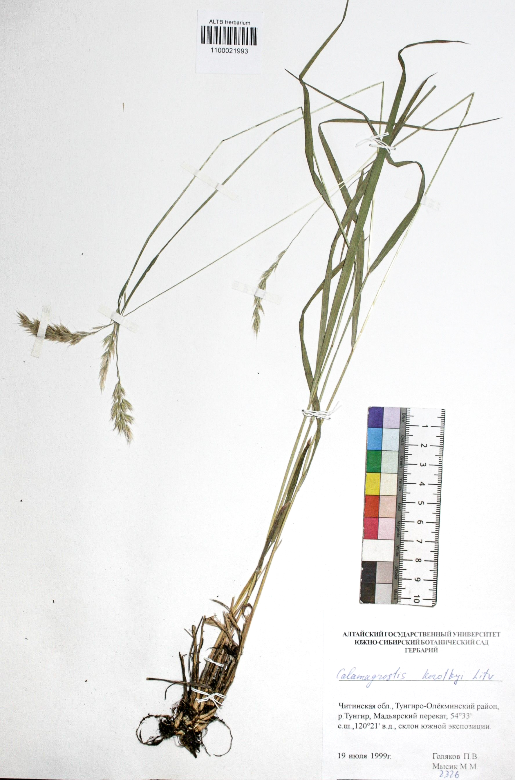 Calamagrostis korotkyi Litv.