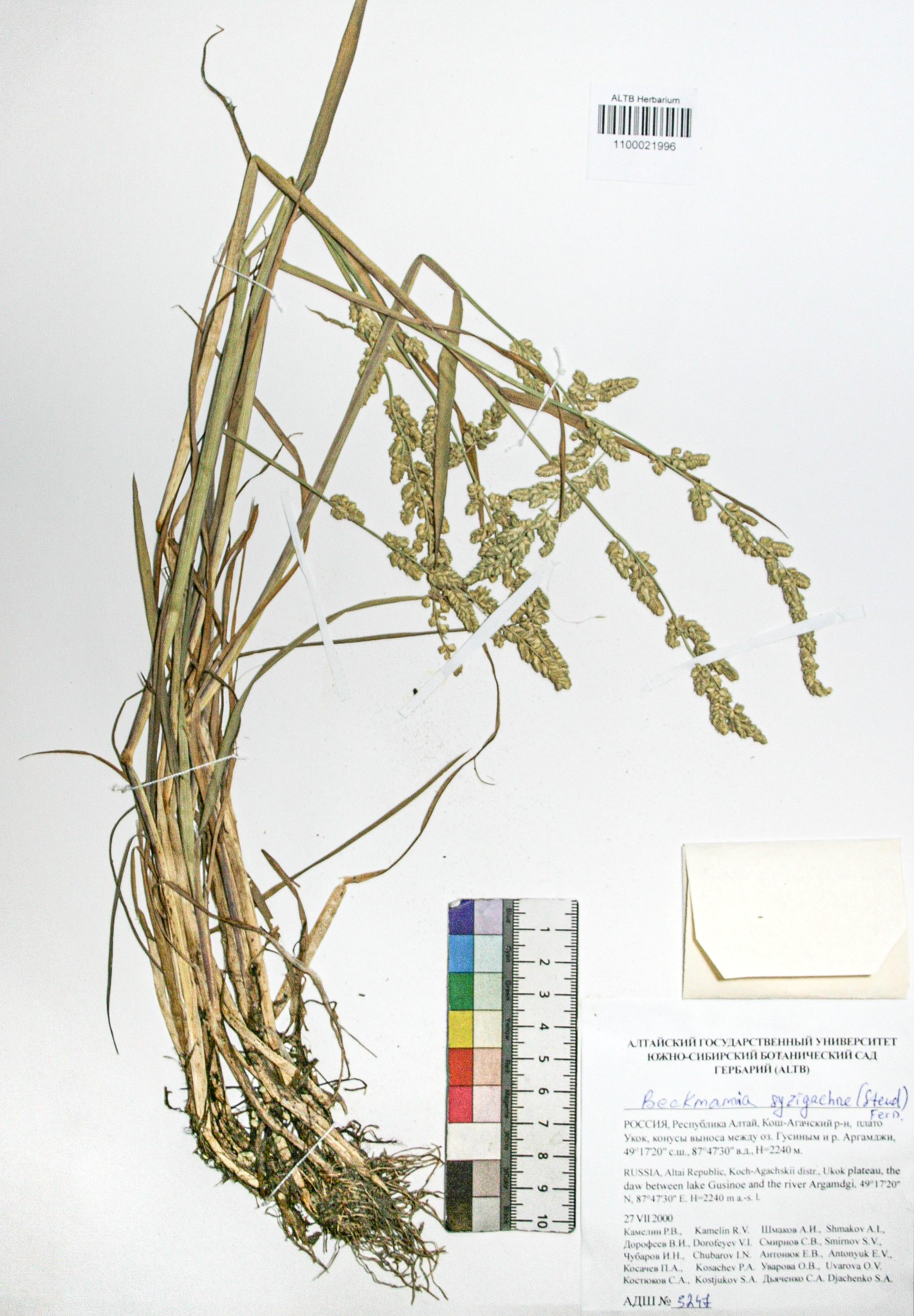 Beckmannia syzigachne (Steud.) Fern.