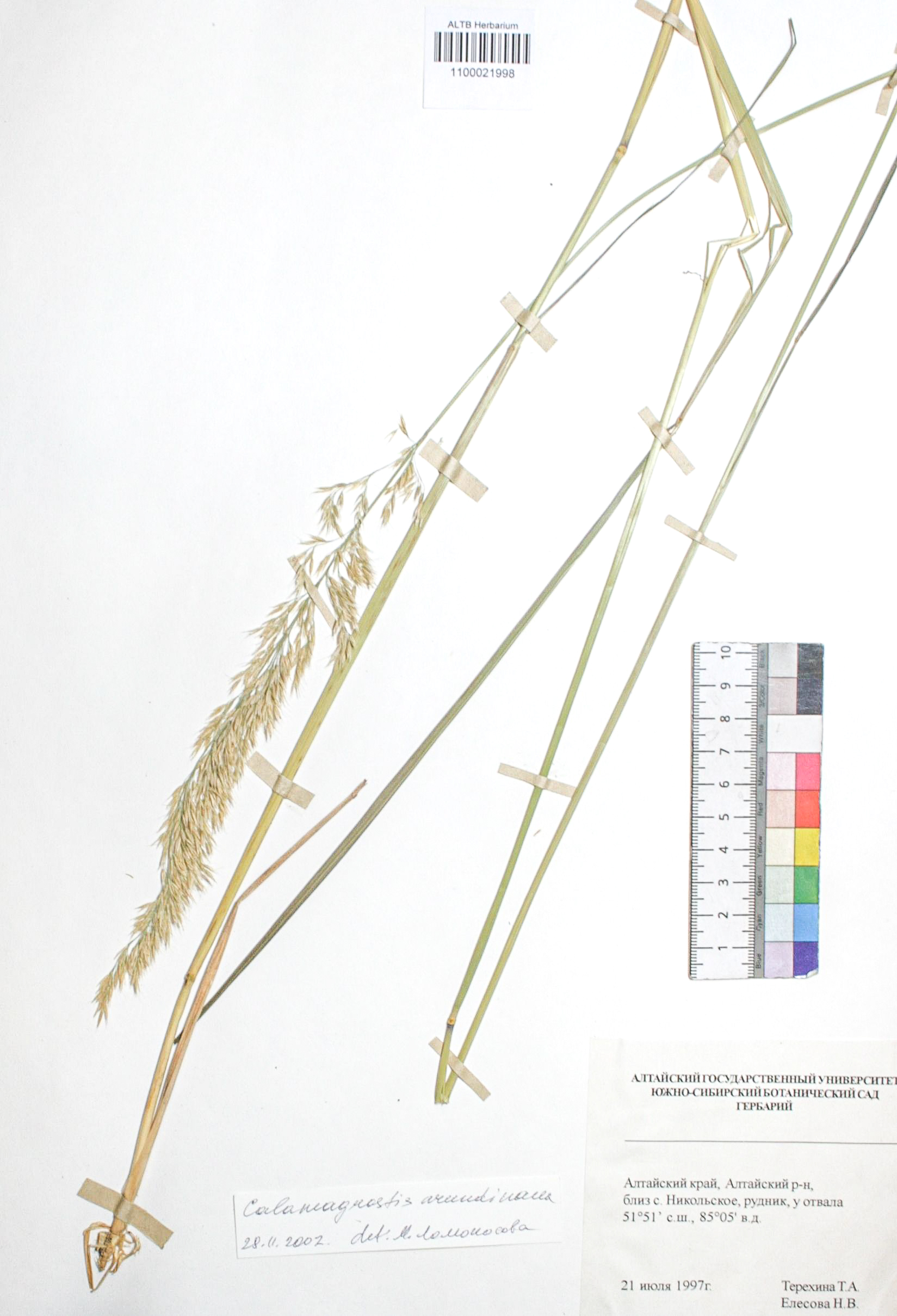 Calamagrostis arundinacea (L.) Roth