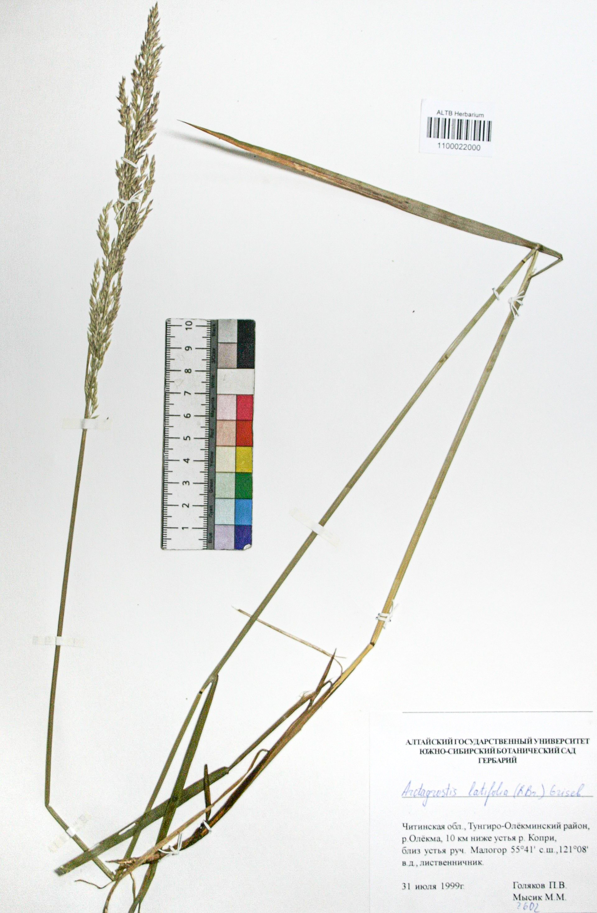 Arctagrostis latifolia (R. Br.) Crised.