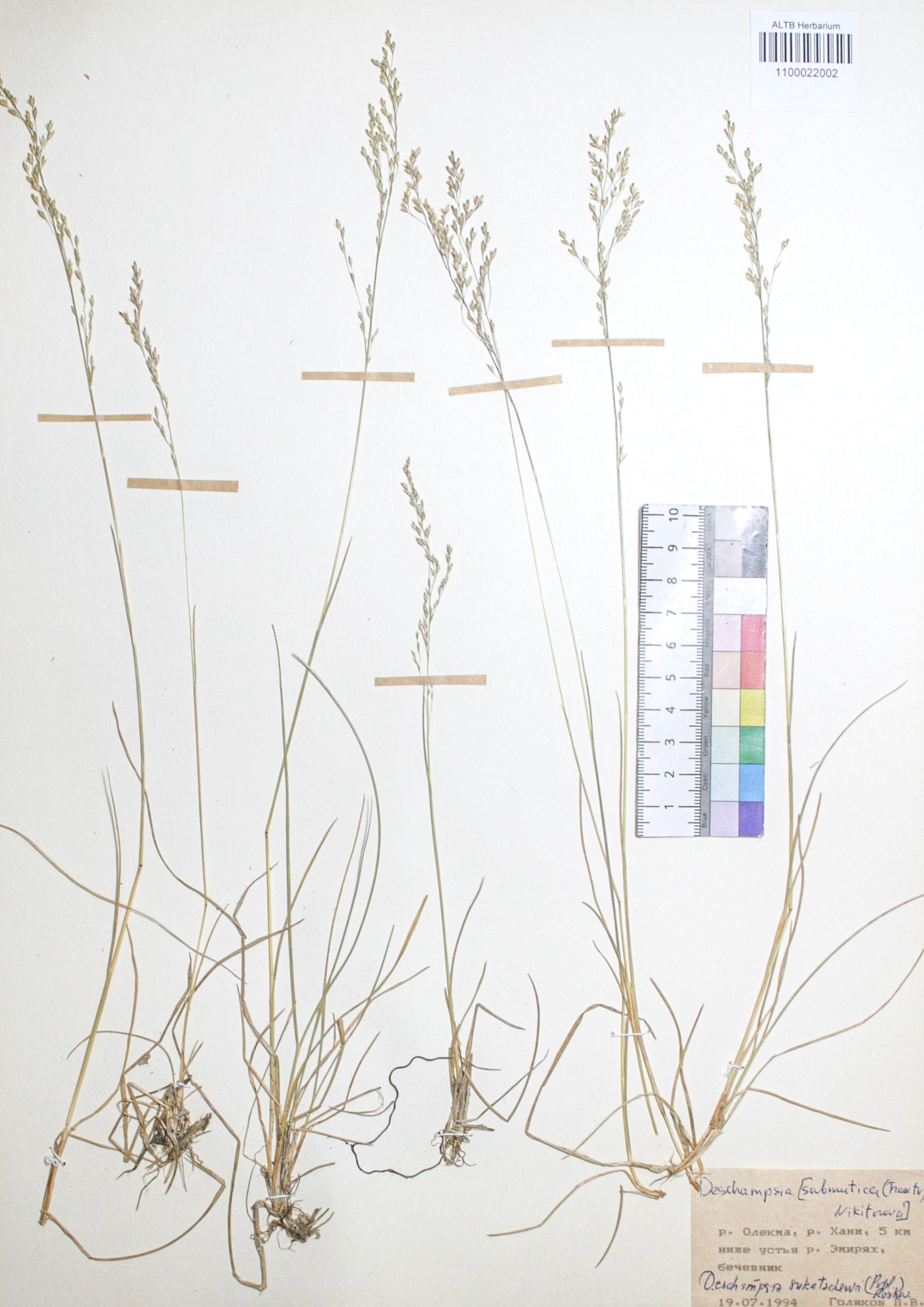 Deschampsia sukatschewii (Popl.) Roshev.
