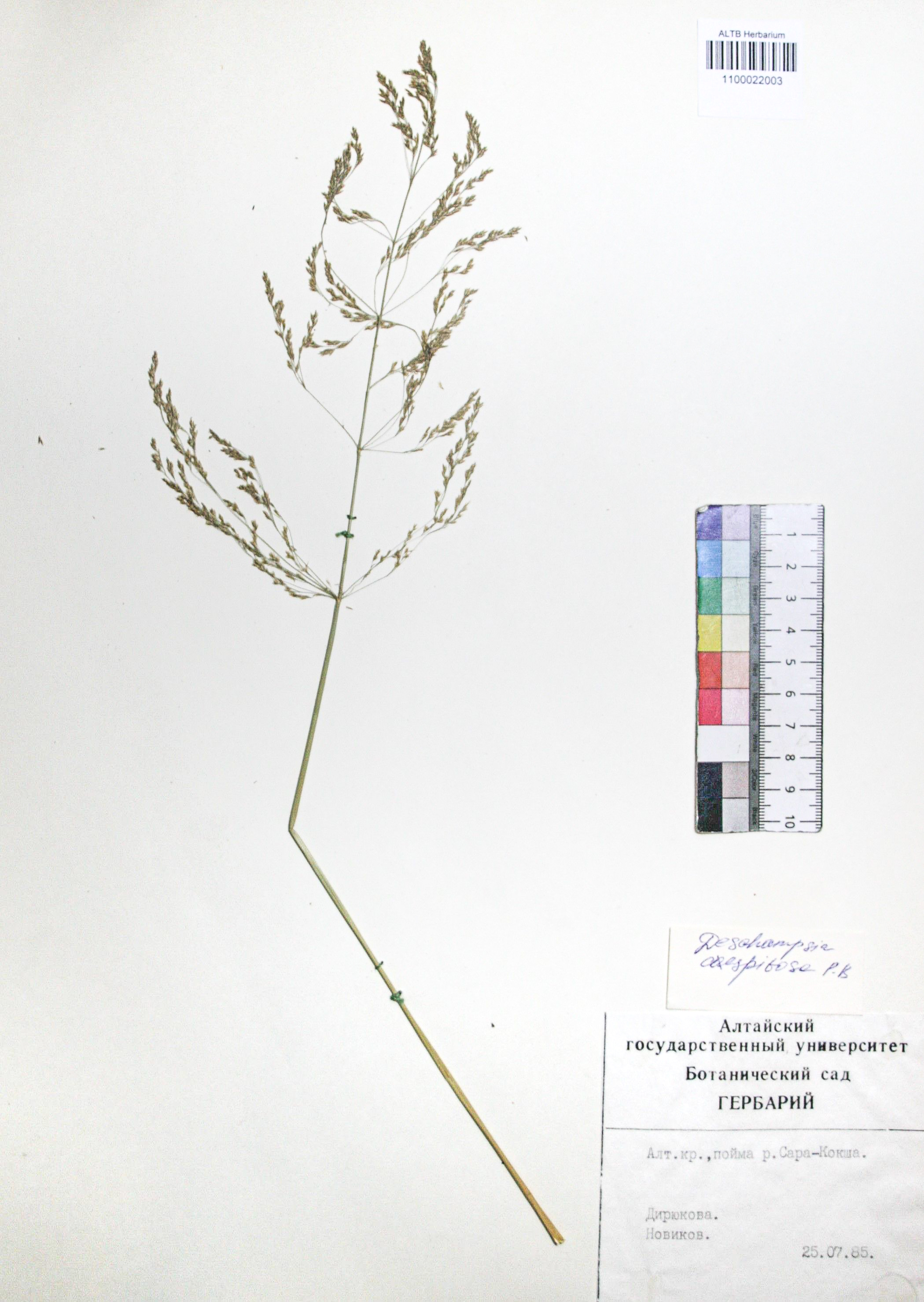 Deschampsia caespitosa (L.) Beauv.