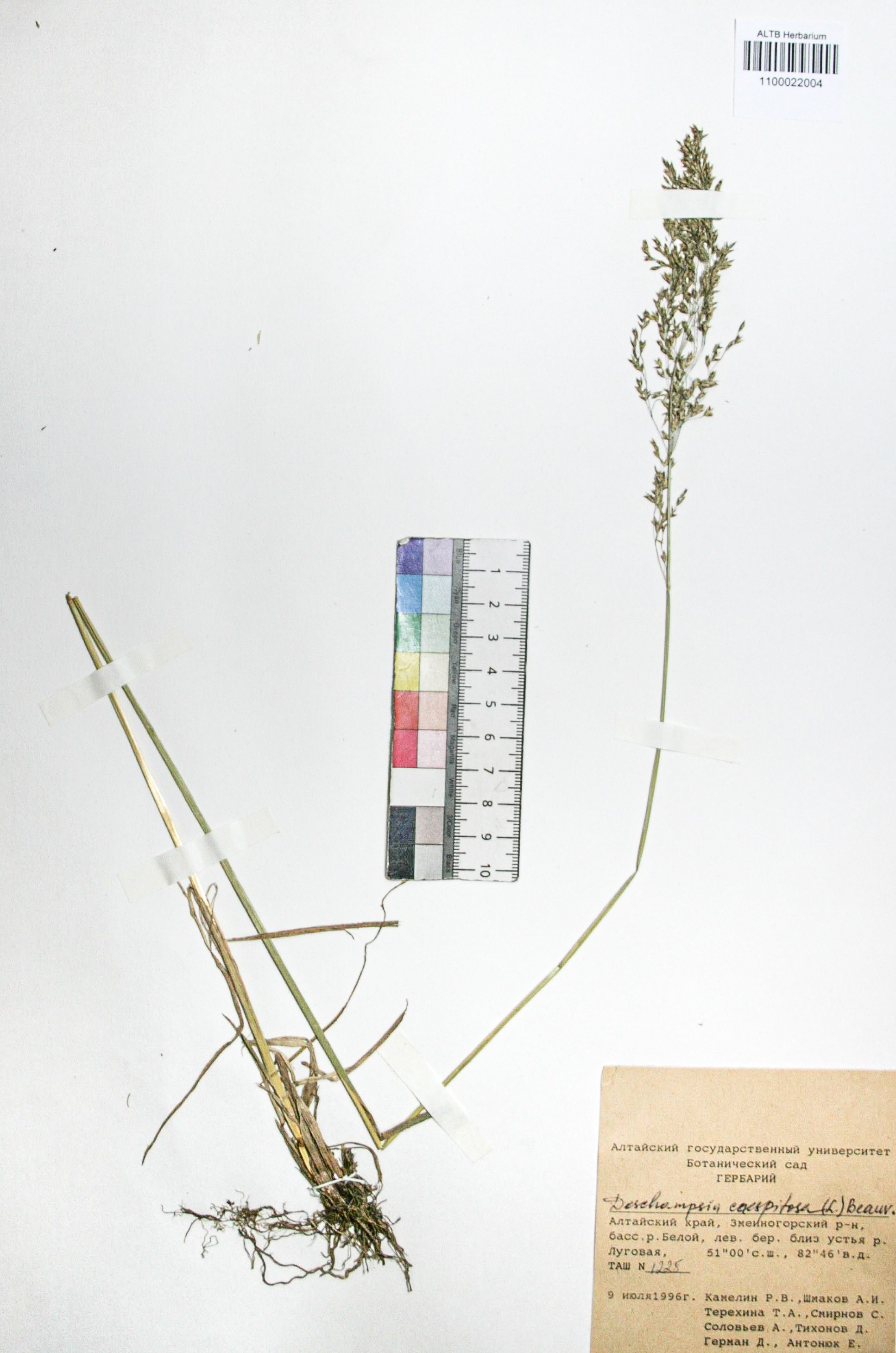 Deschampsia caespitosa (L.) Beauv.