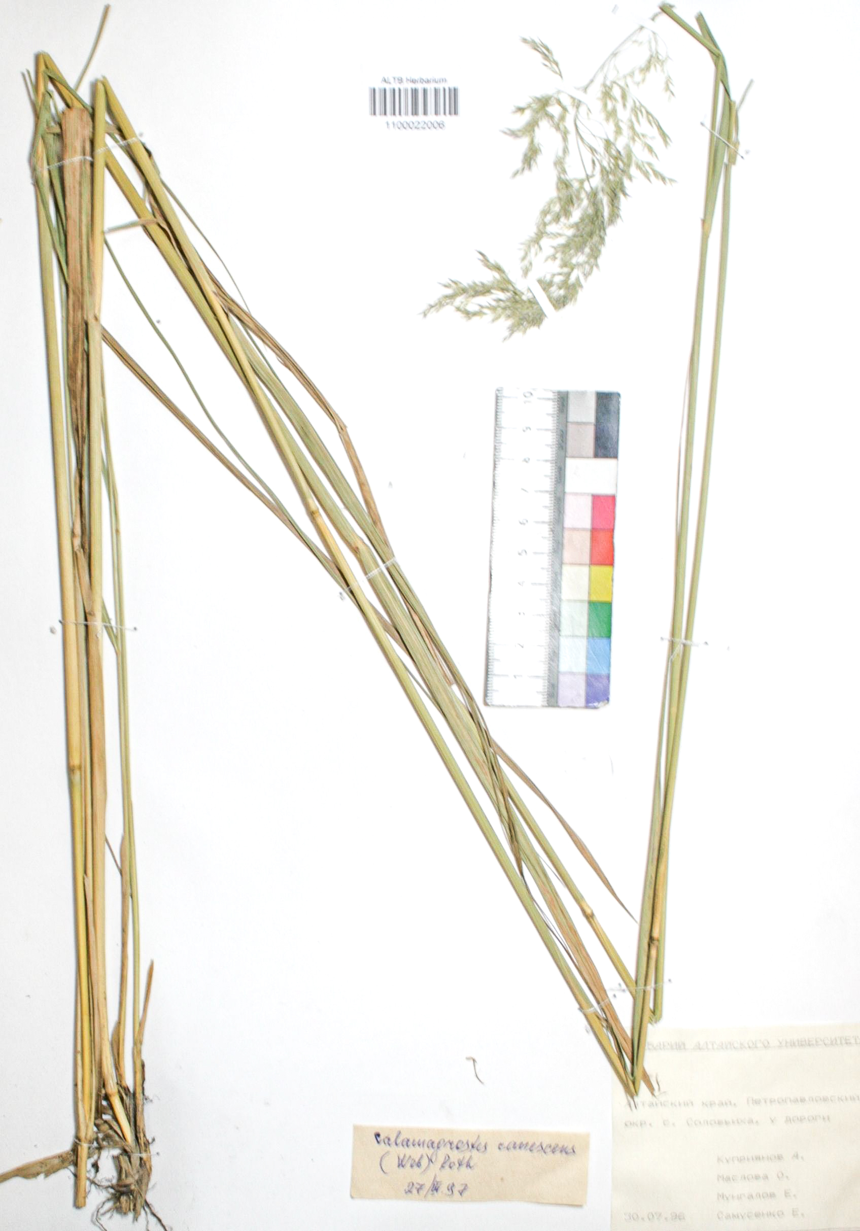 Calamagrostis langsdorffii (Link) Trin.