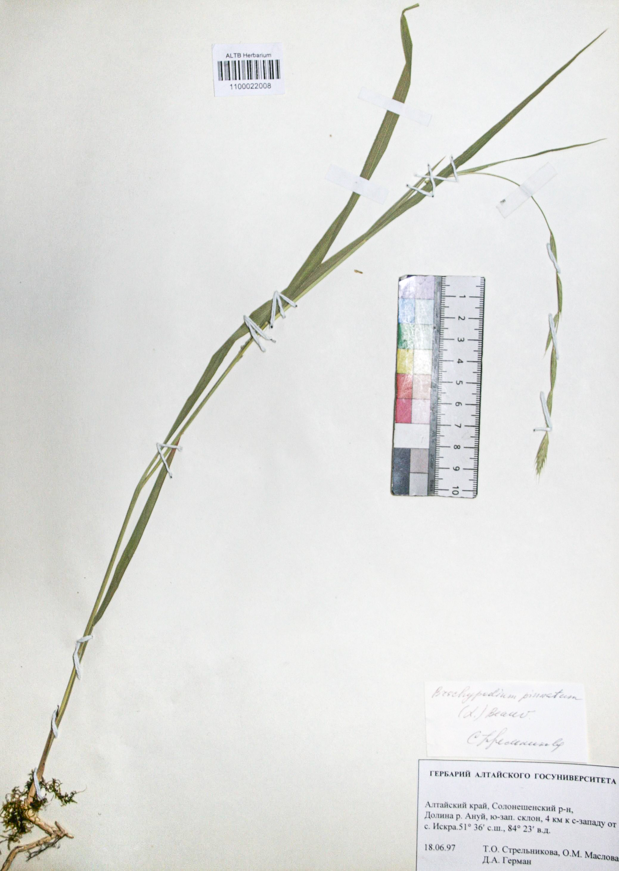 Brachypodium pinnatum (L.) Beauv. 