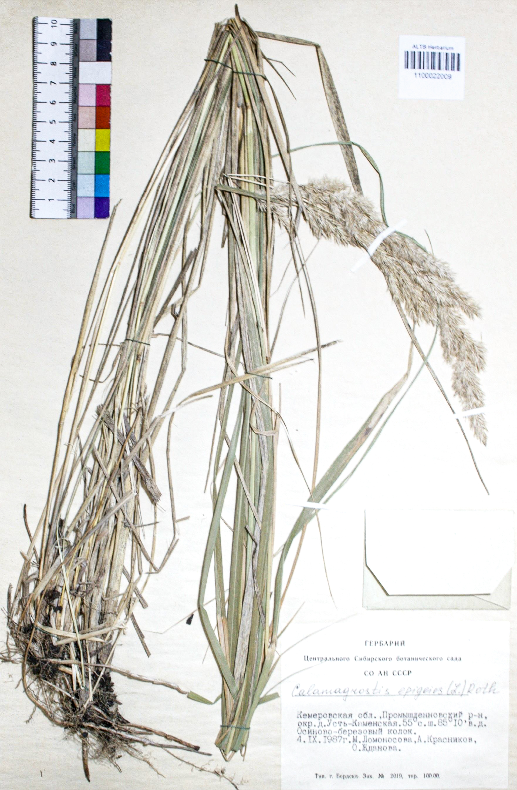 Calamagrostis epigejos (L.) Roth