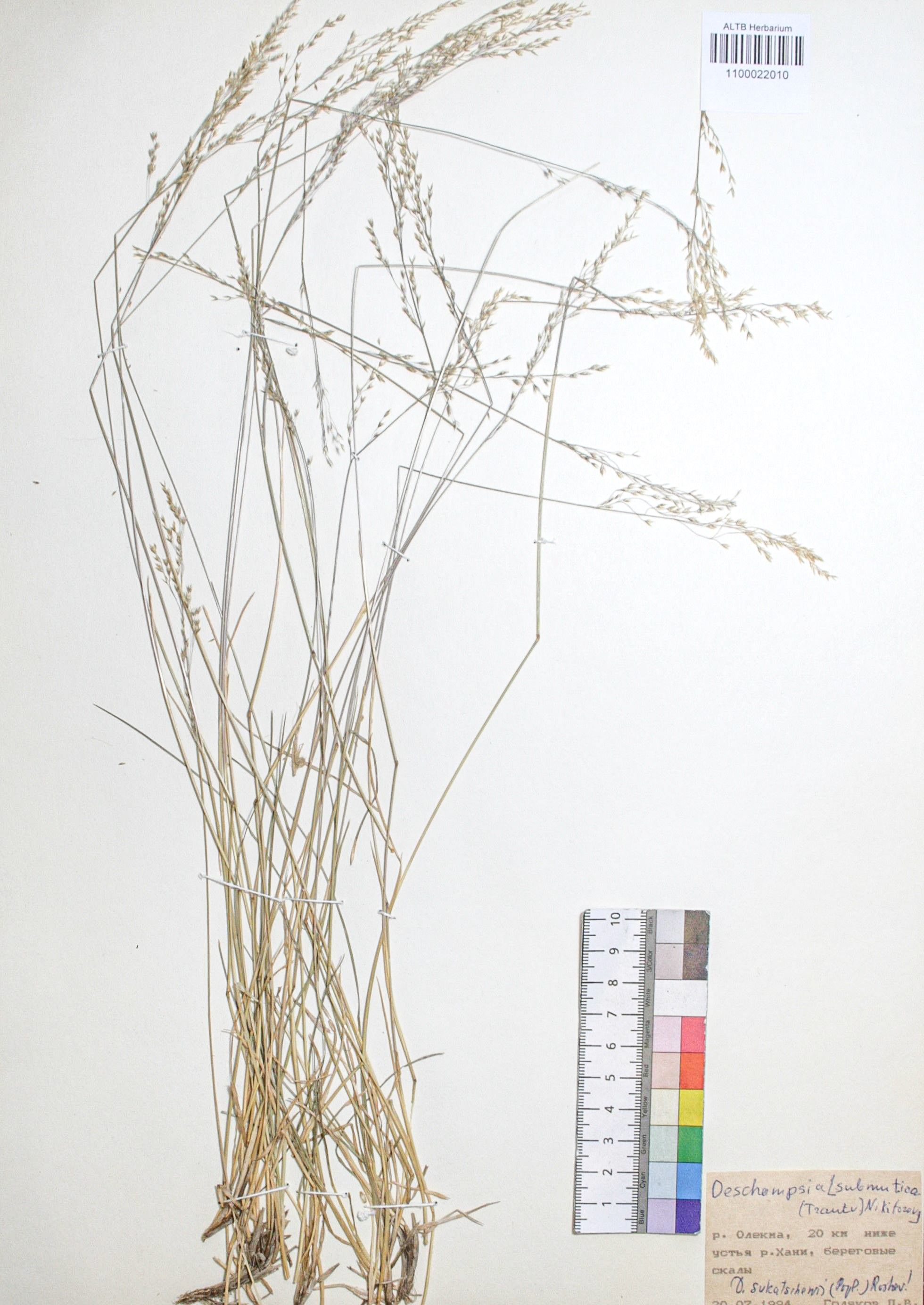 Deschampsia sukatschewii (Popl.) Roshev.