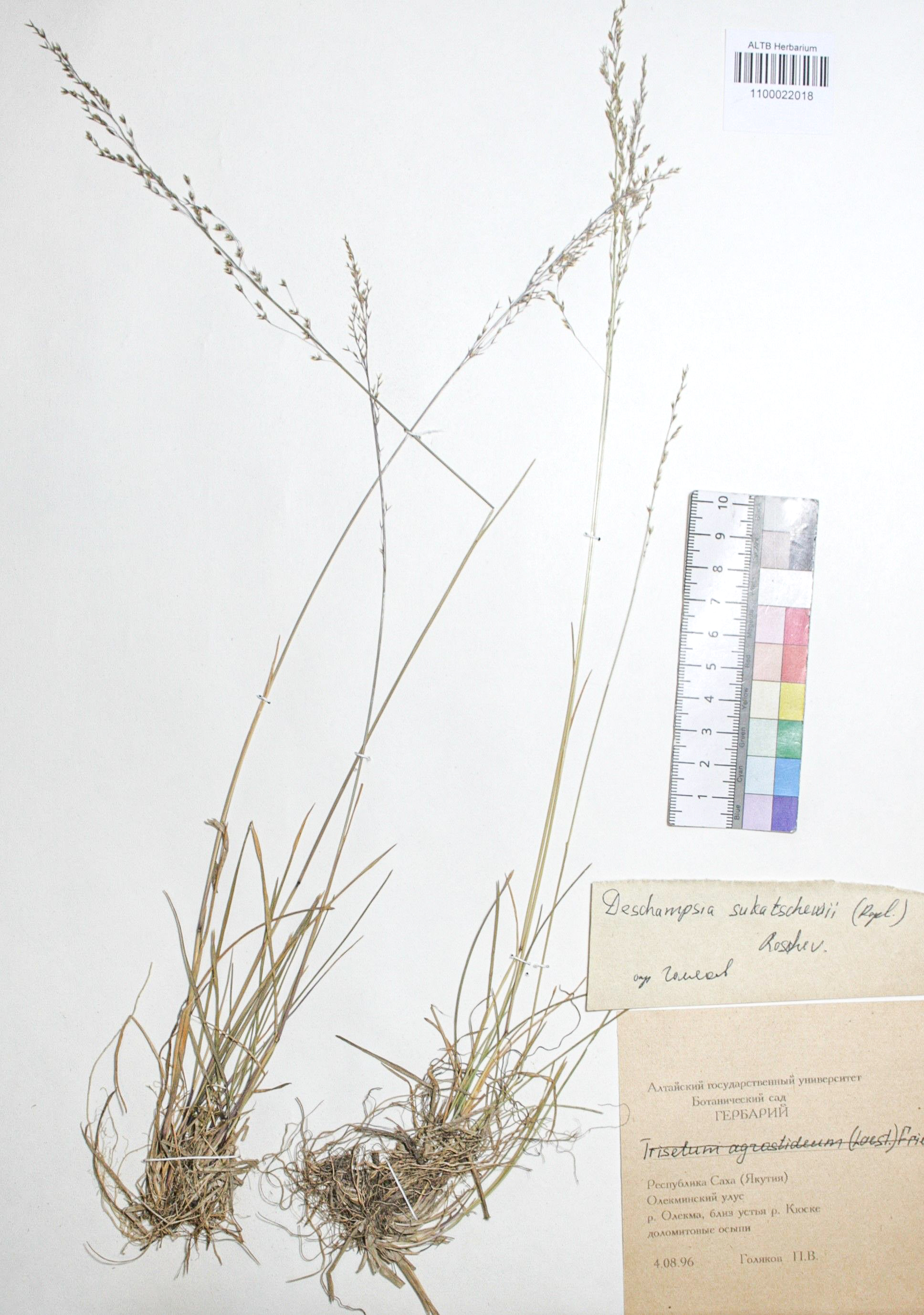 Deschampsia sukatschewii (Popl.) Roshev.