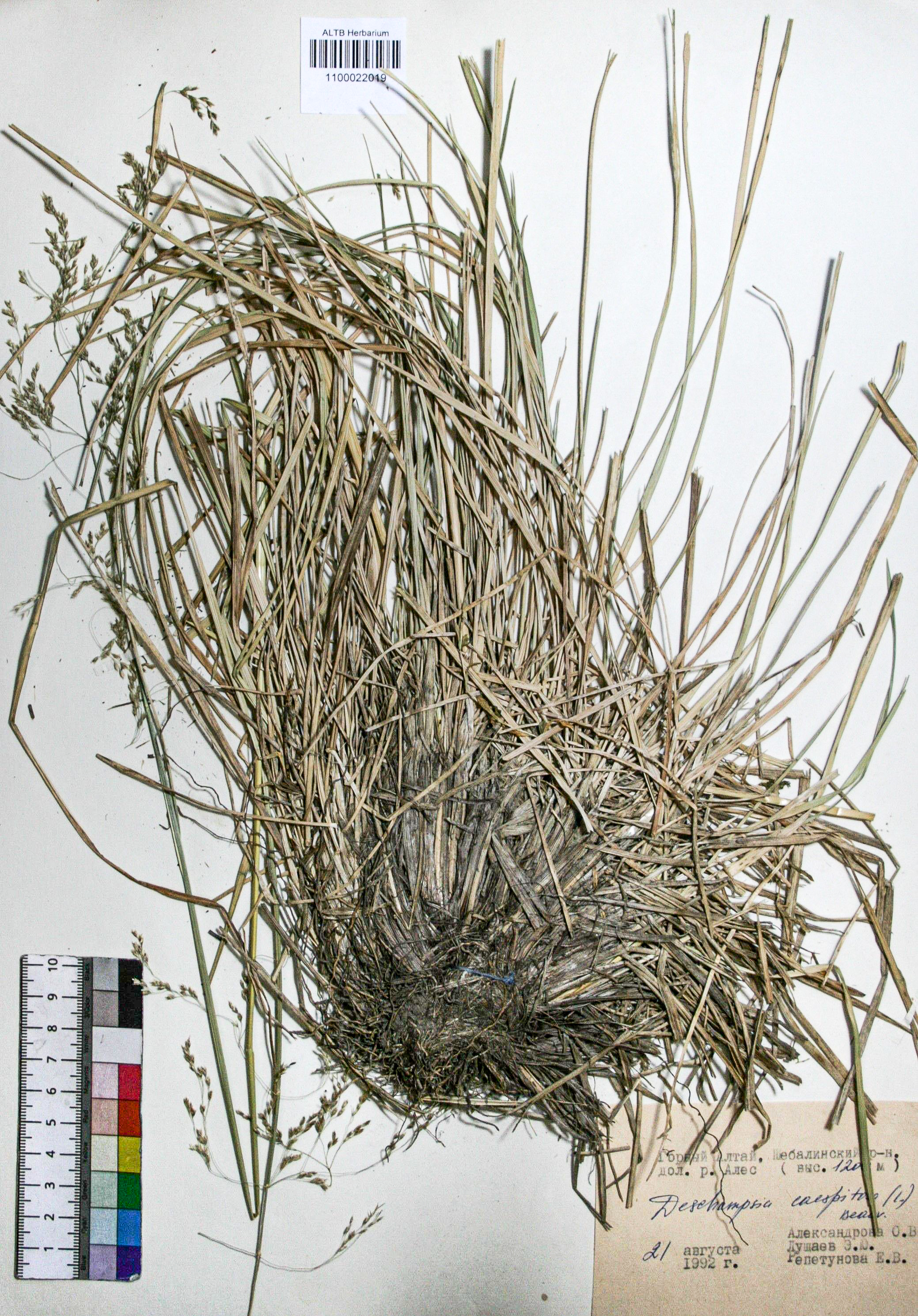 Deschampsia caespitosa (L.) Beauv.