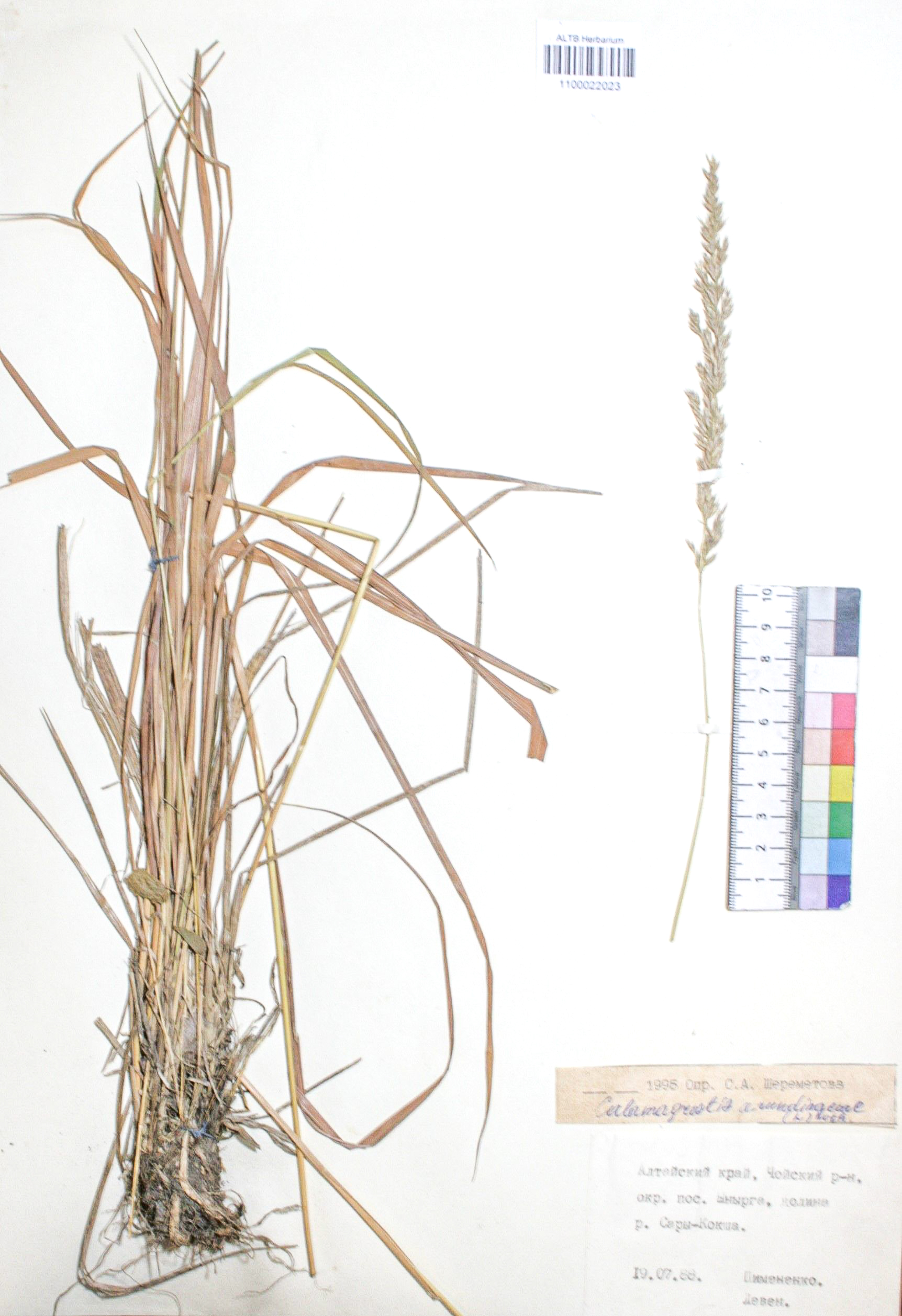 Calamagrostis arundinacea (L.) Roth