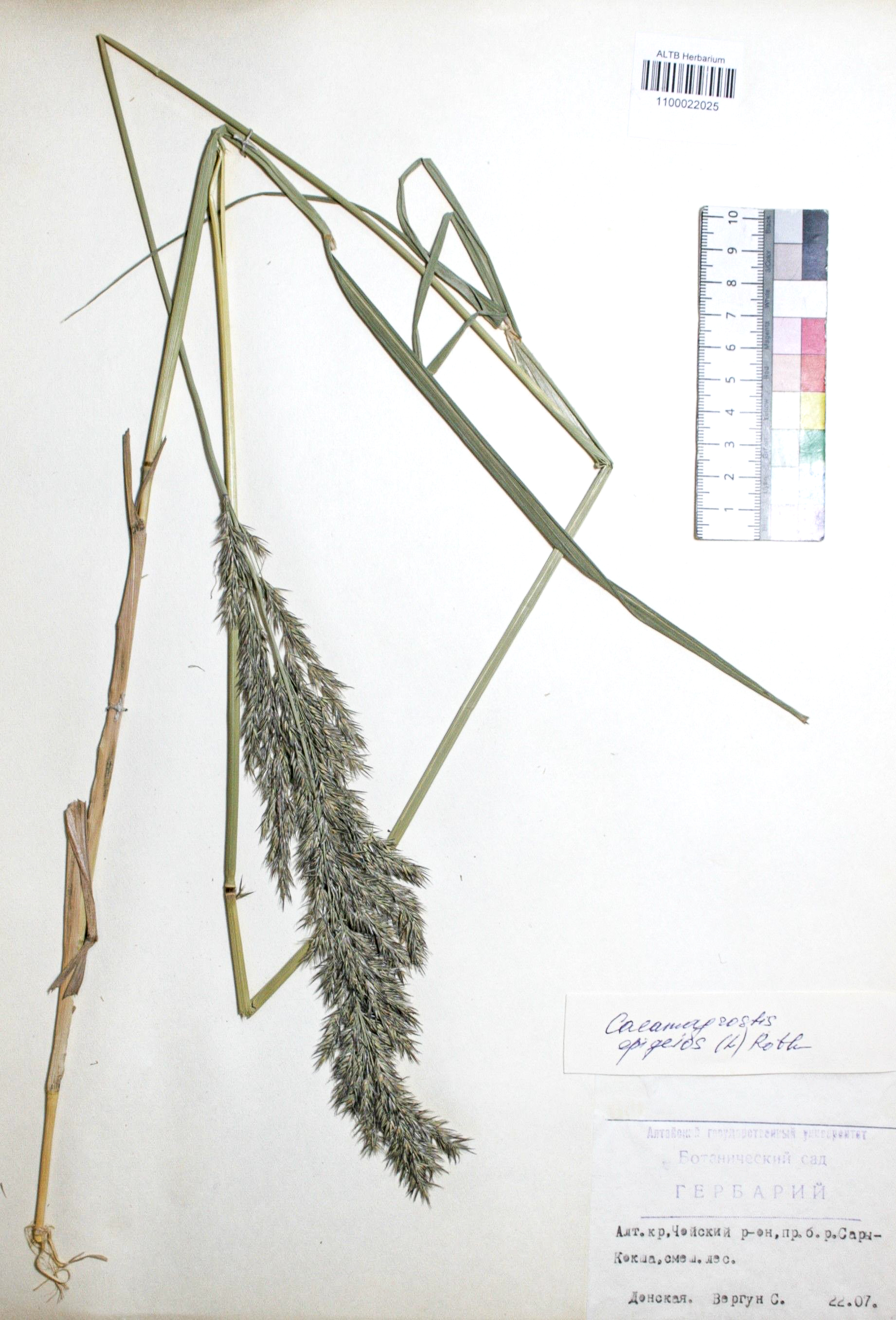 Calamagrostis epigejos (L.) Roth
