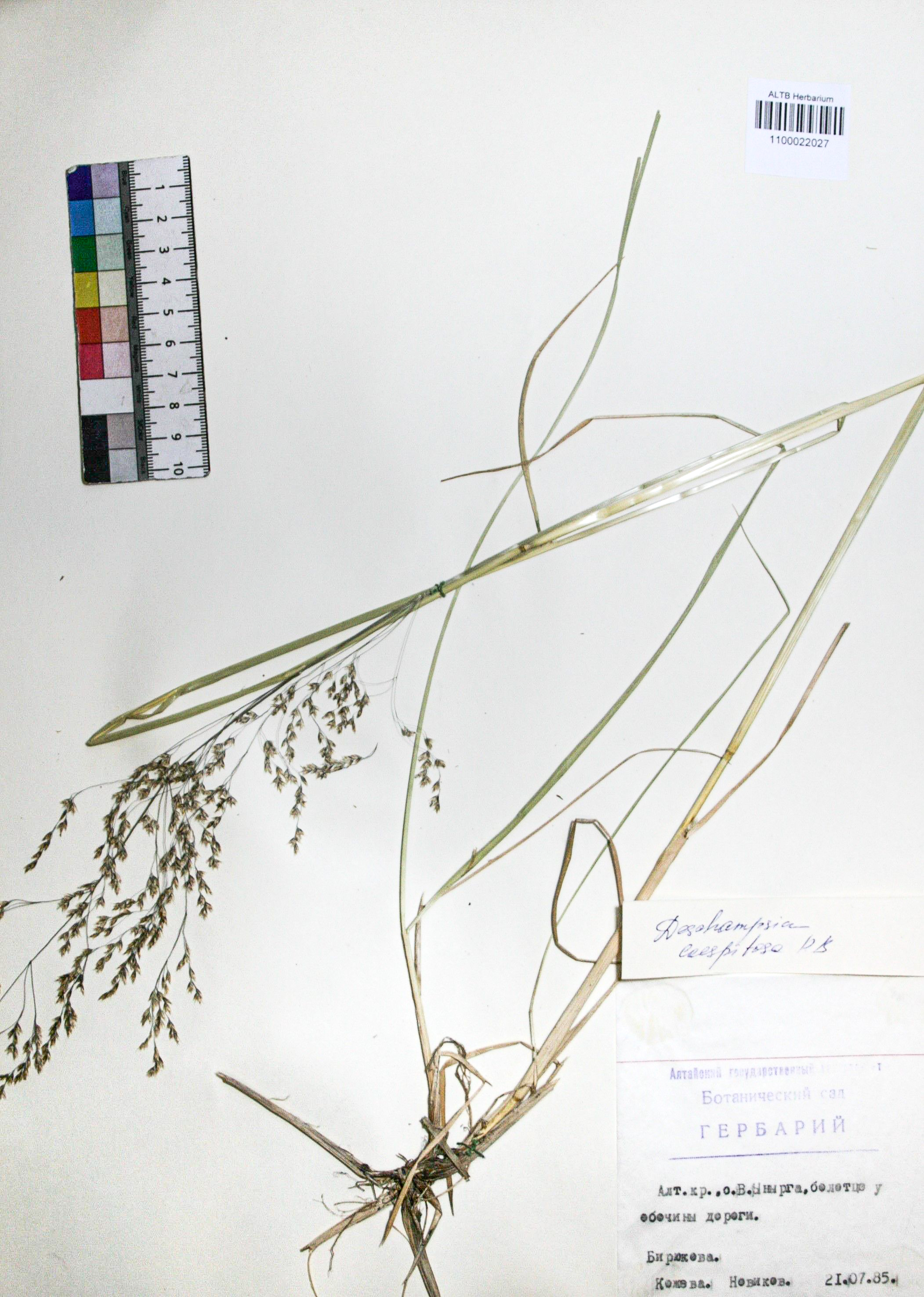 Deschampsia caespitosa (L.) Beauv.